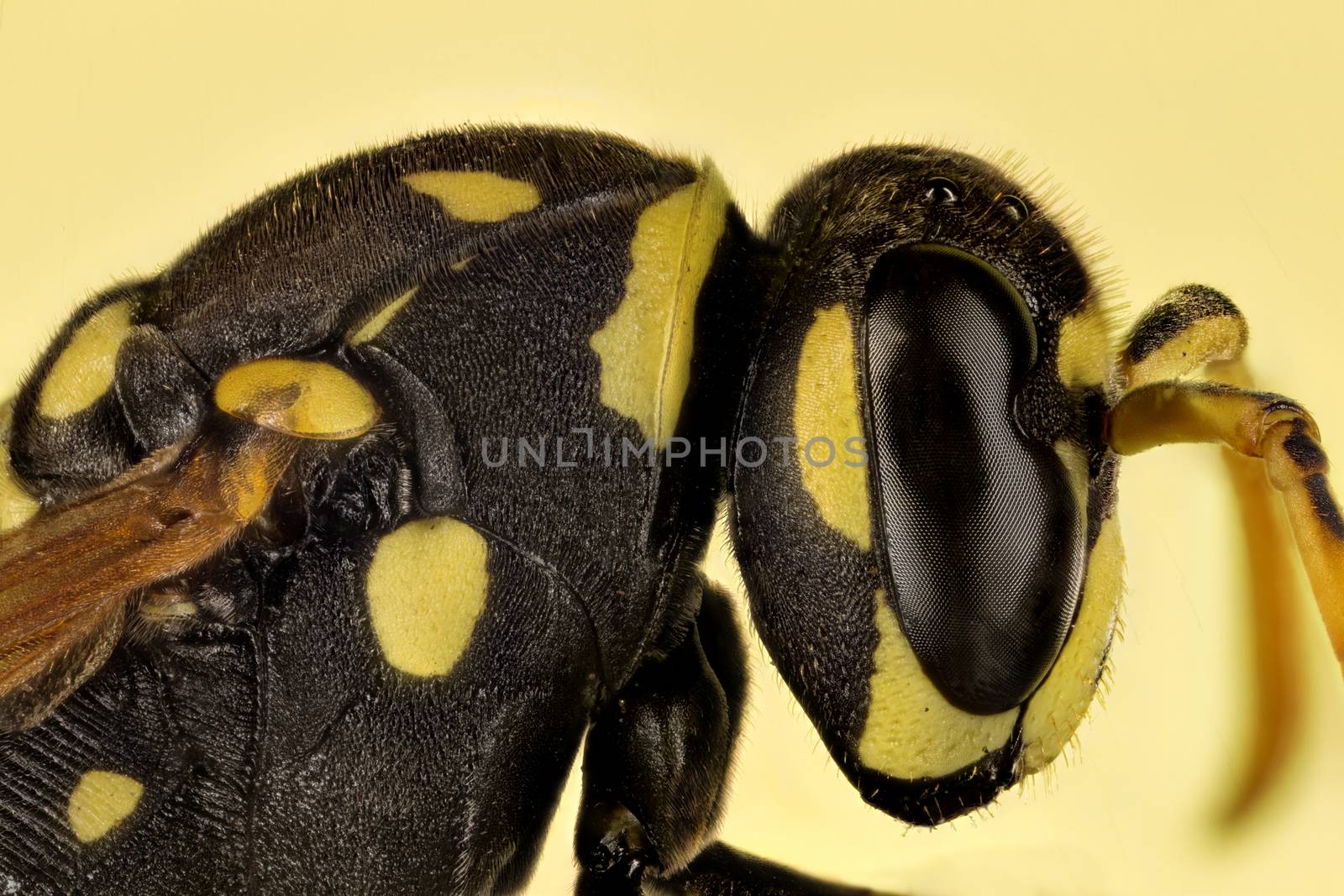 A common wasp details