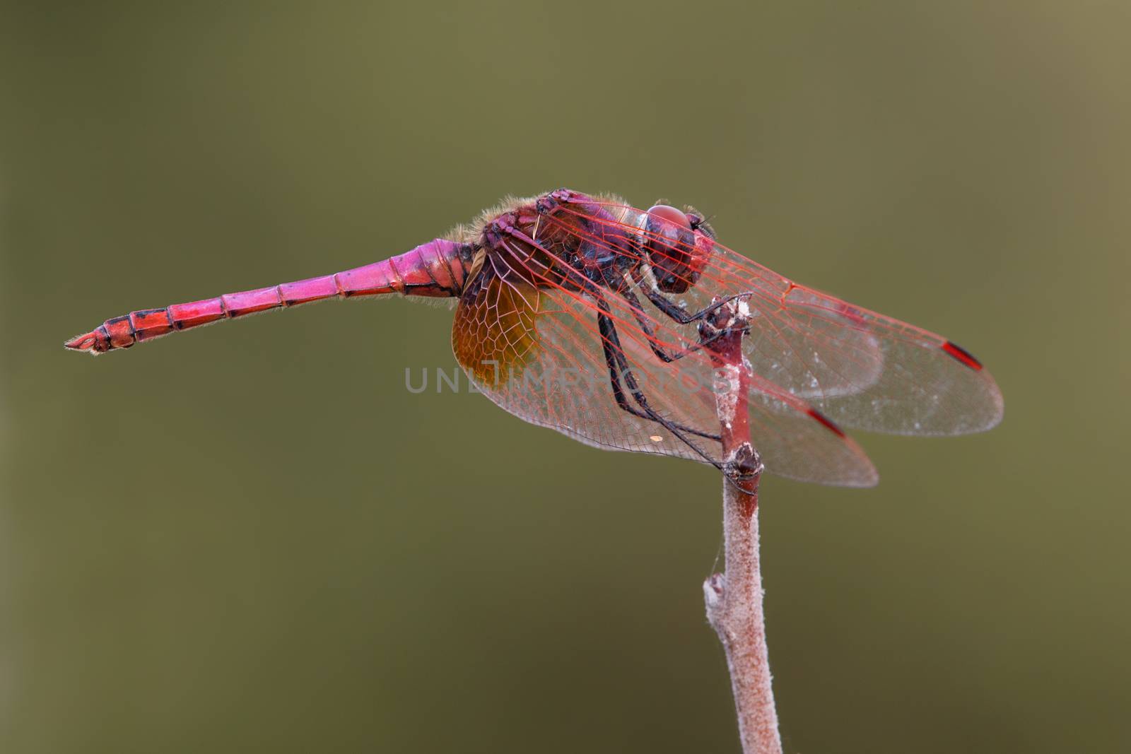 A beautiful dragonfly close portrait
