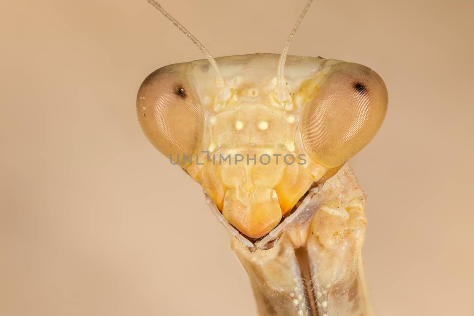 A shot of the head of a mantis