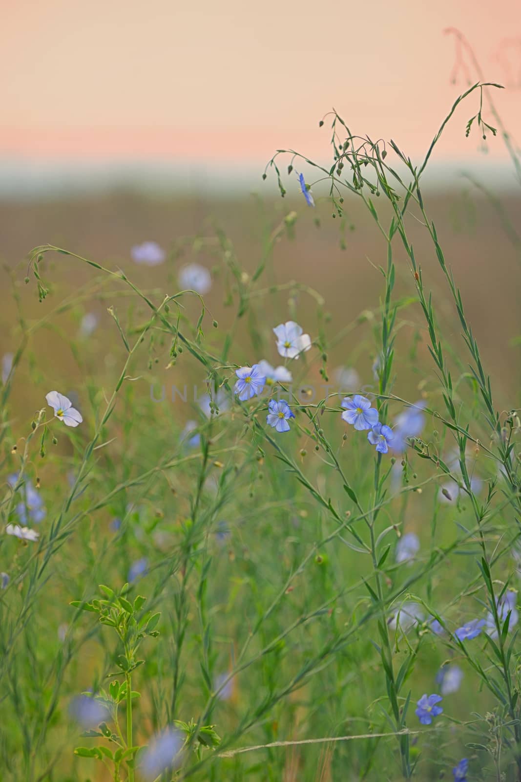 Nemophila flower field, blue flowers by mady70