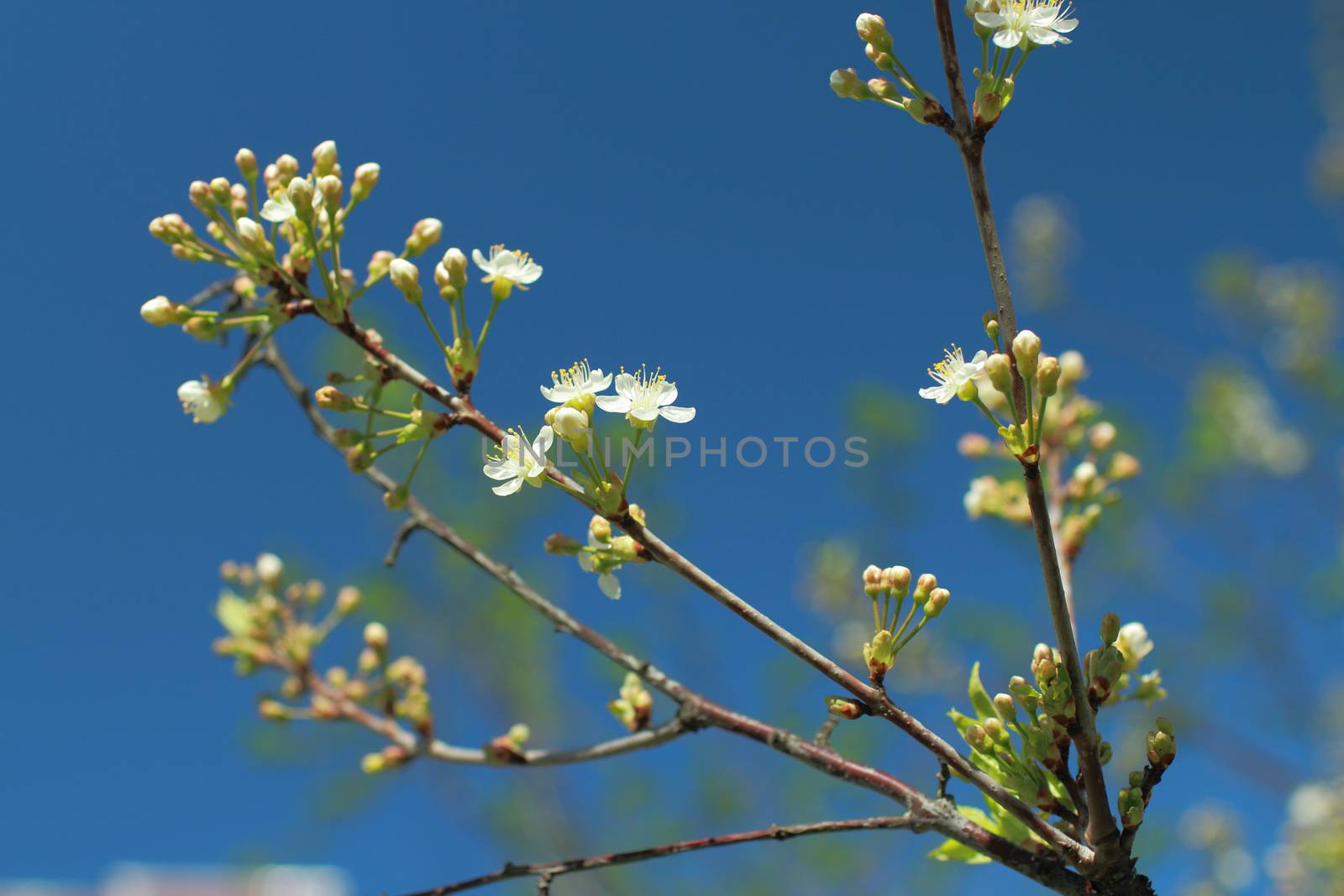 Blooming cherry orchard white flowers close-up