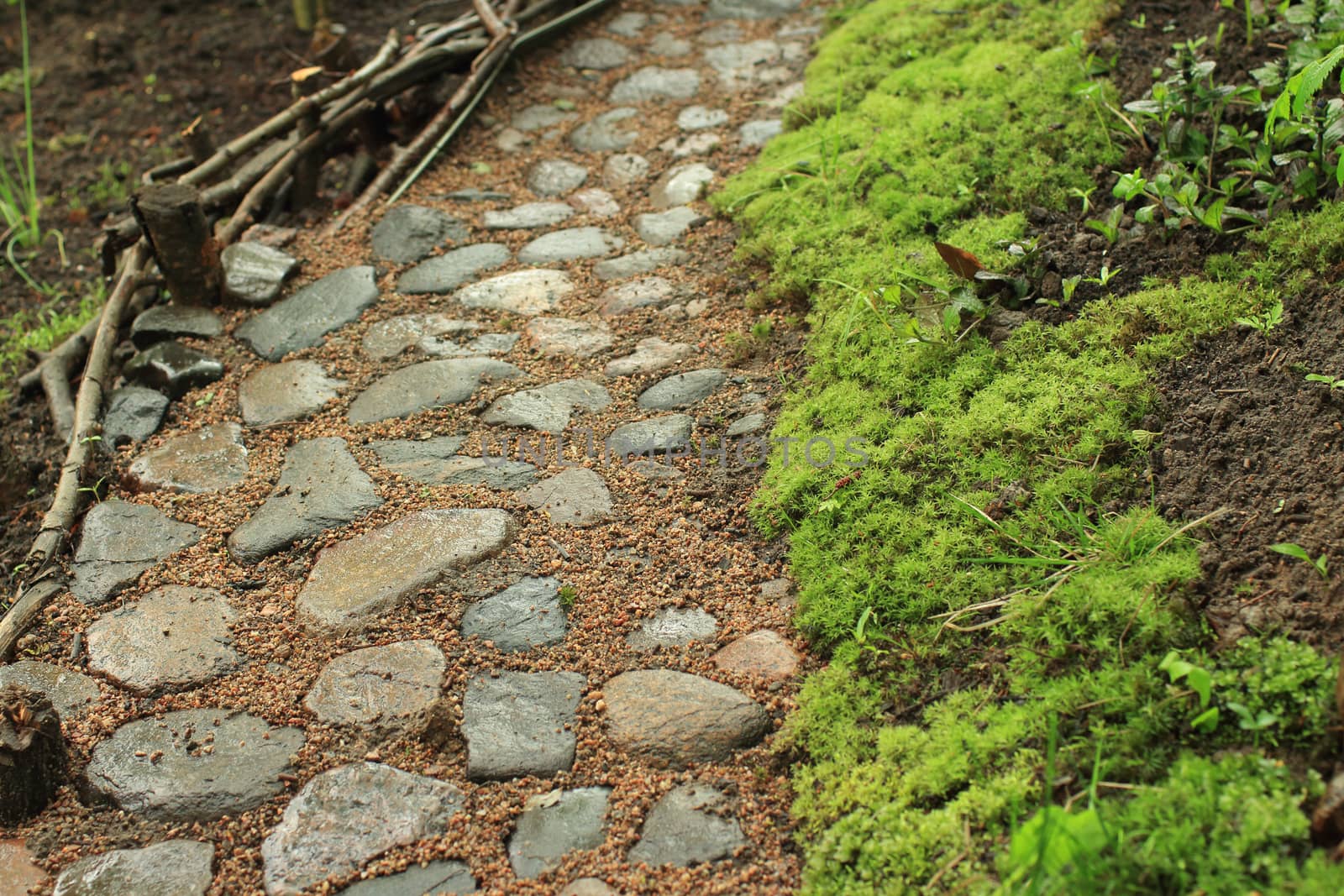 Cobbled footpath in the garden morning