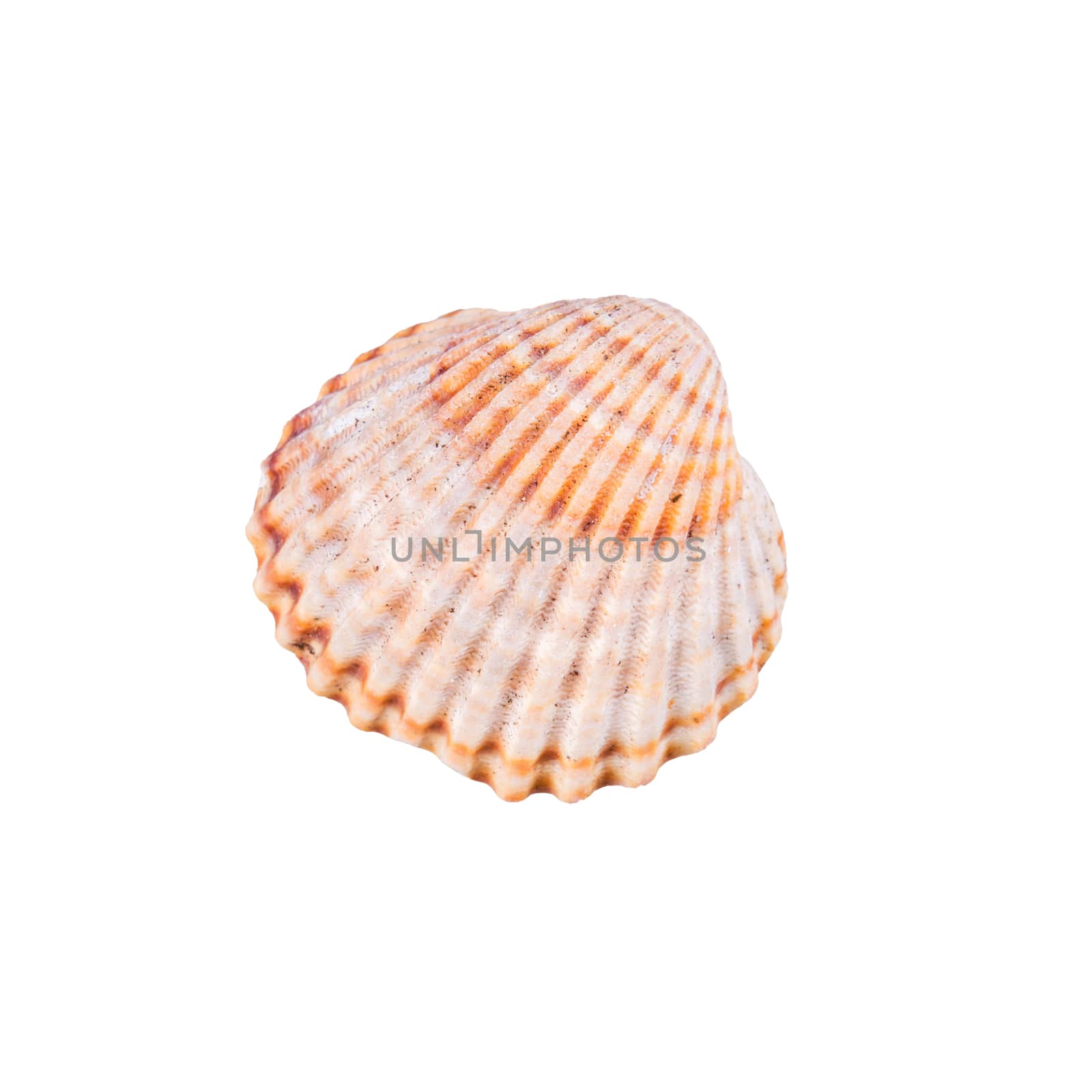 Sea shell on a white background by neryx