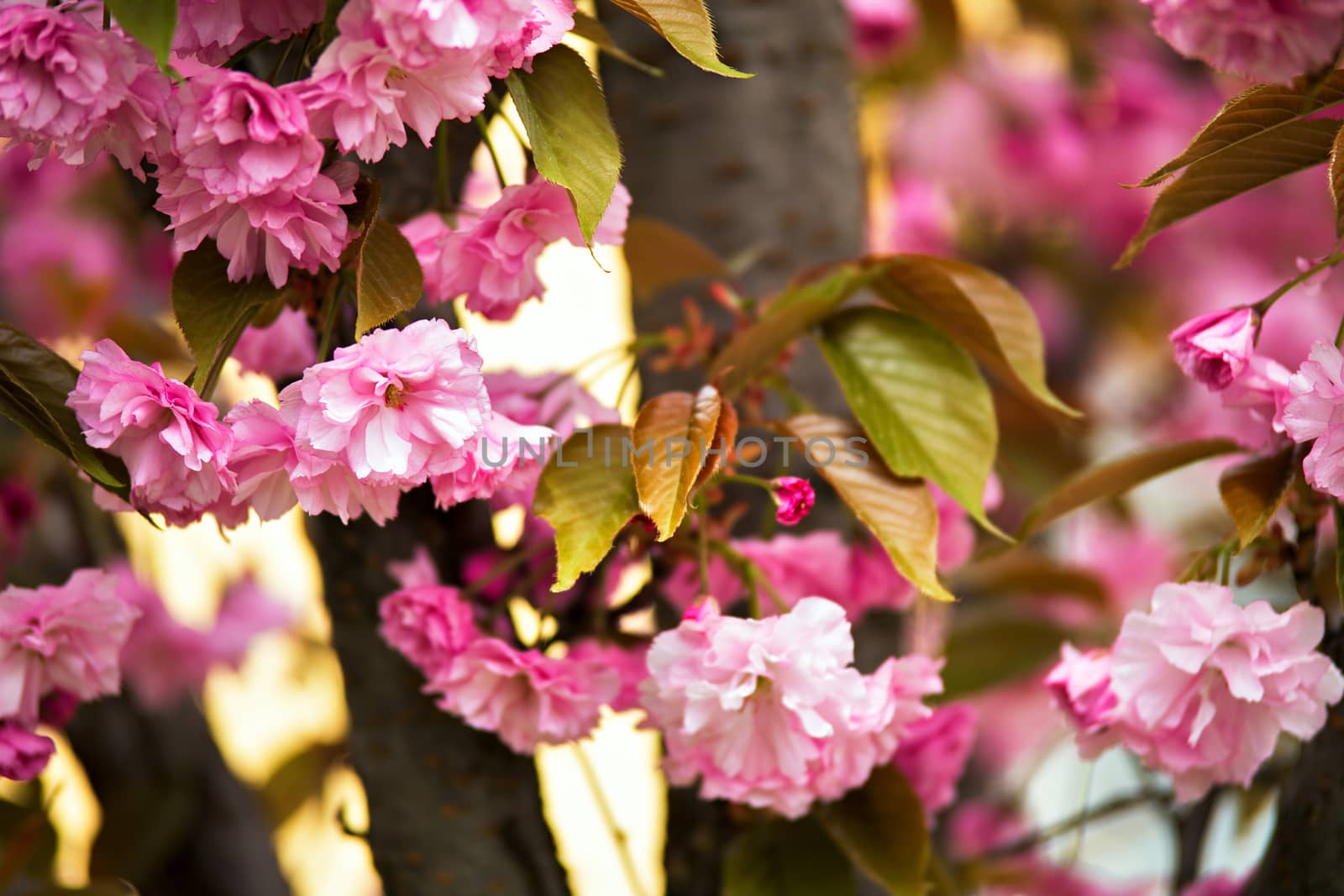 Sakura flowers blossoming  by weise_maxim