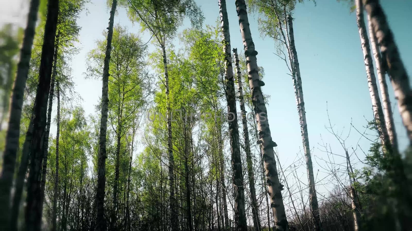 Lovely Sunset behind the Forrest in Kursk.
