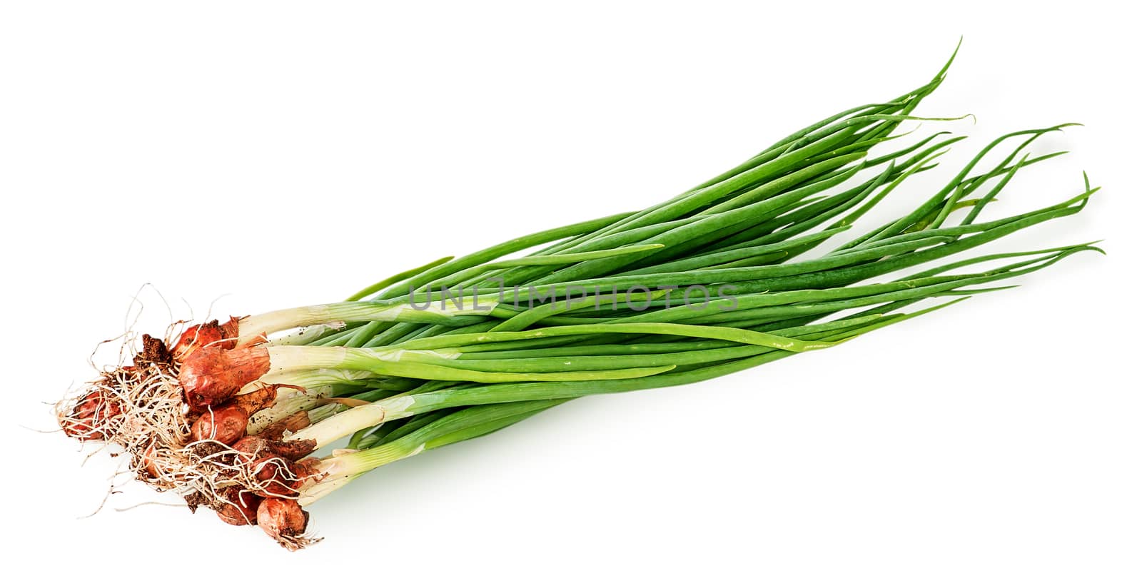 Bunch of young green onions isolated on white background