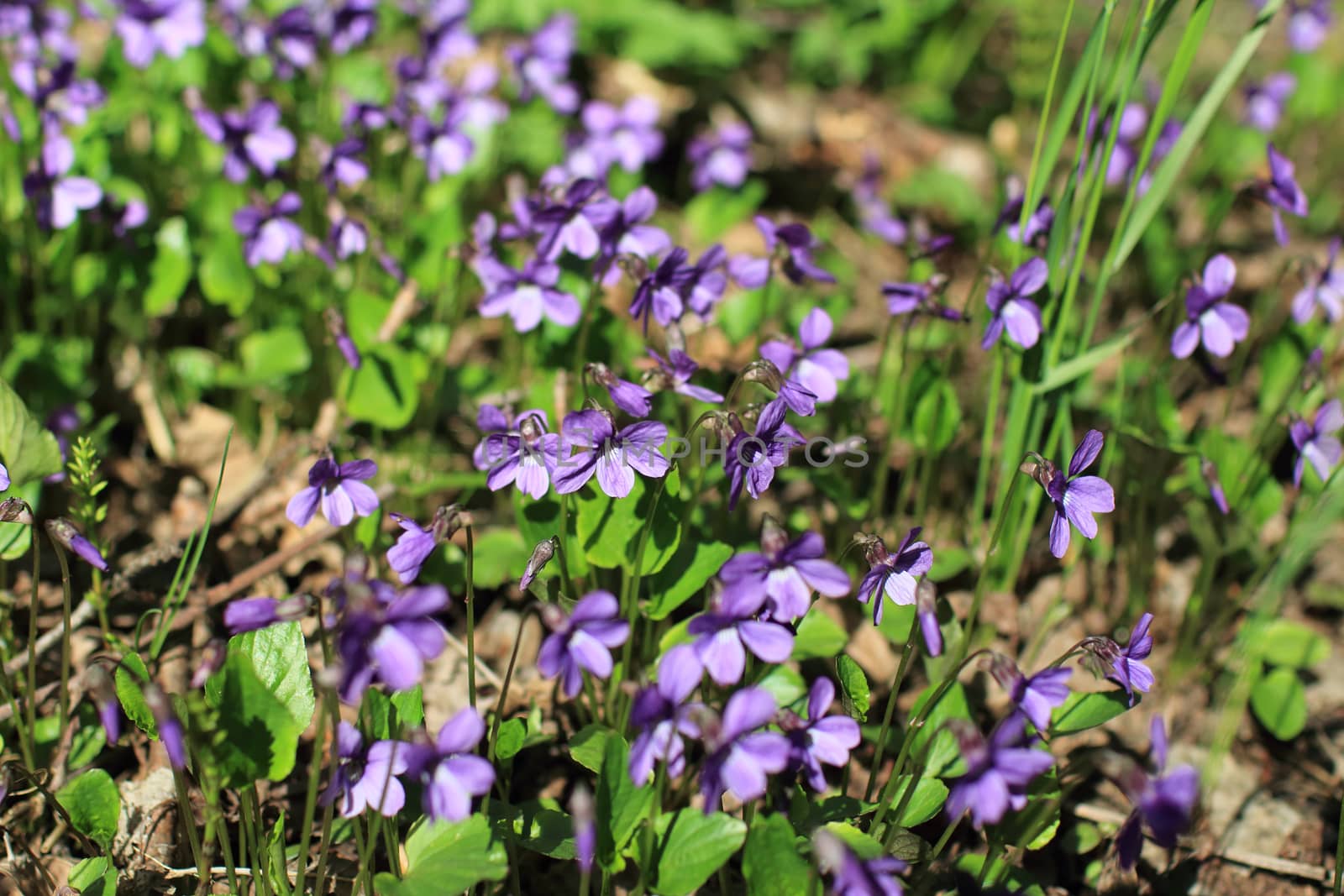 violets spring primrose among last year's leaves 