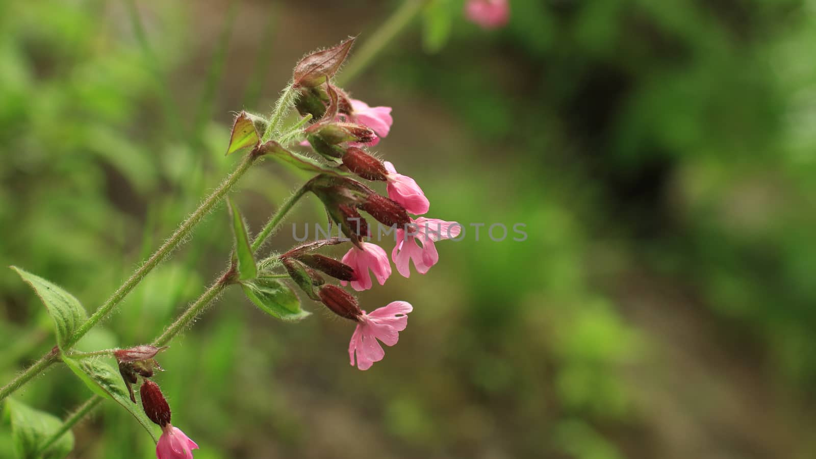 Bright wild flowers with drops of morning dew on  lush green vegetation