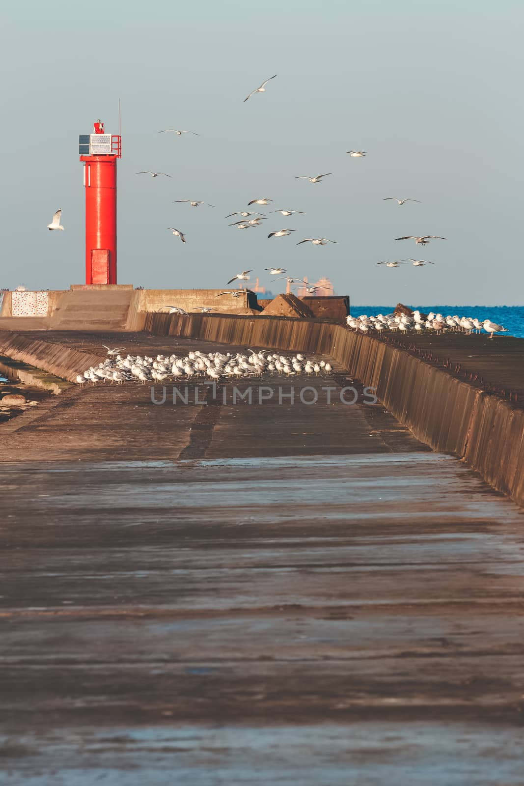 Seagulls against lighthouse by sengnsp