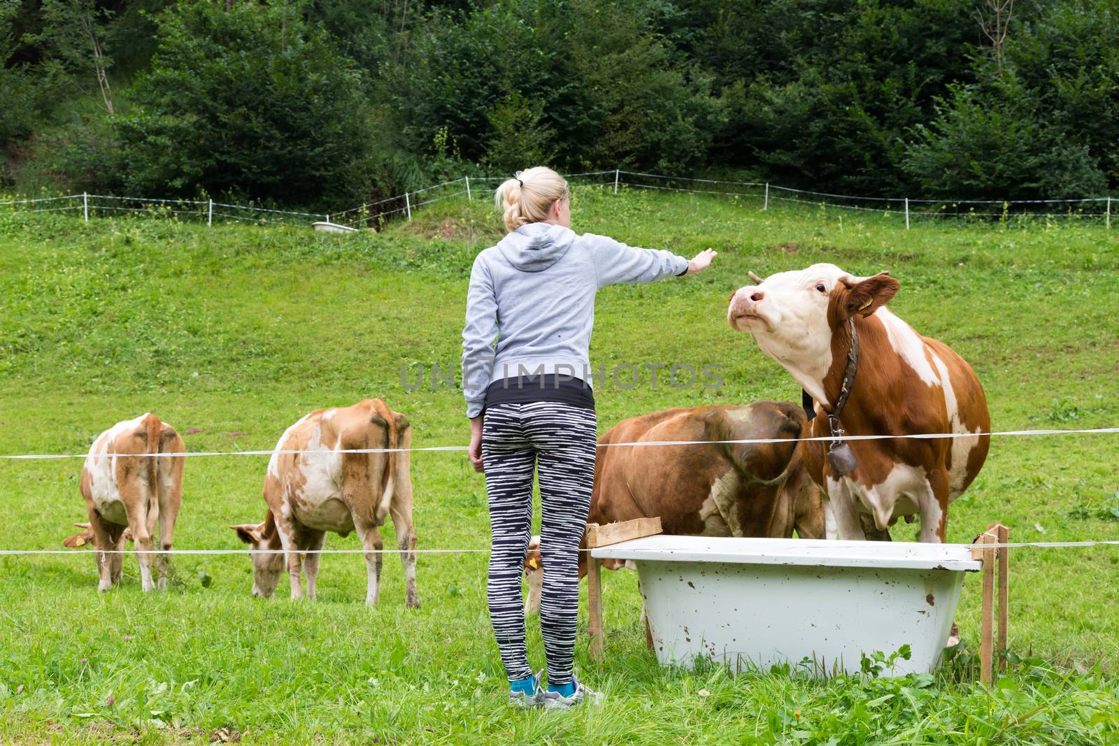 Active female hiker wearing sporty clothes observing and caressing pasturing cows on mountain meadow, Gorenjska region, Alps, Slovenia.