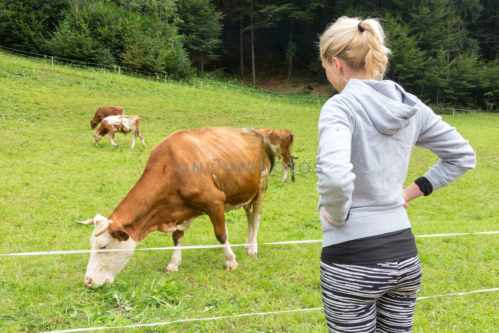 Active female hiker wearing sporty clothes observing and caressing pasturing cows on mountain meadow, Gorenjska region, Alps, Slovenia.