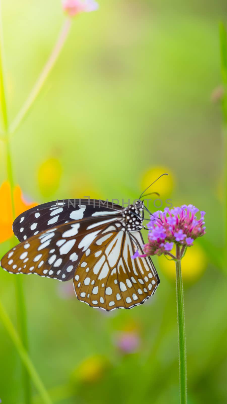 Beautiful Butterfly on Colorful Flower by teerawit
