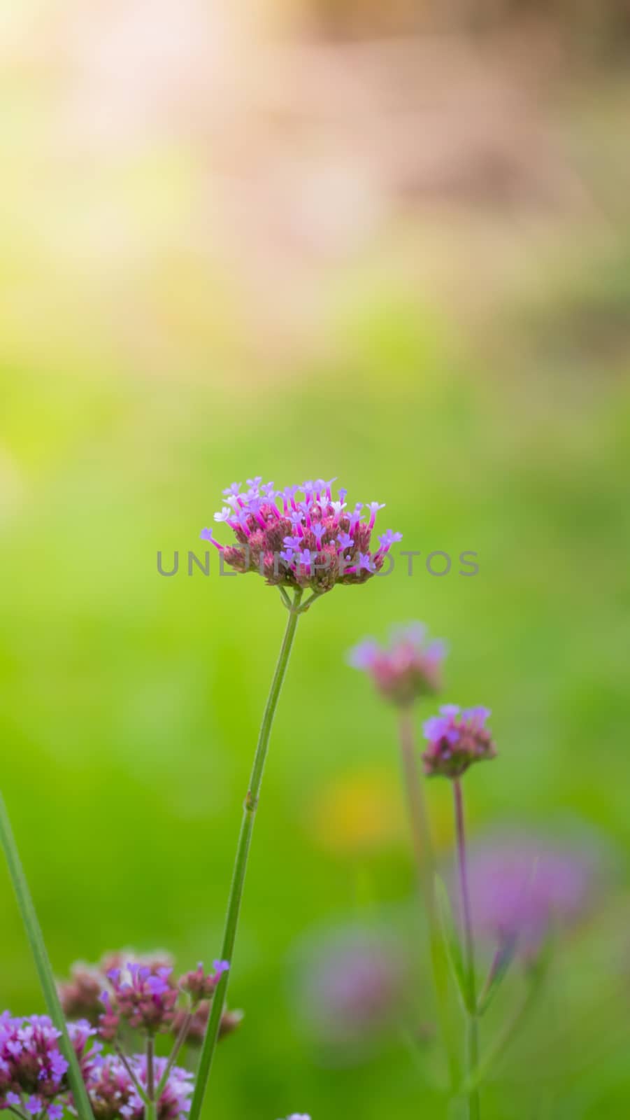 Beautiful Butterfly on Colorful Flower, nature background