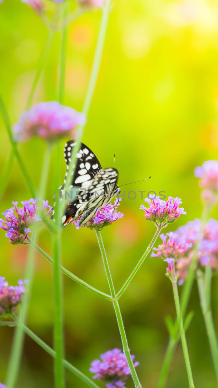 Beautiful Butterfly on Colorful Flower, nature background