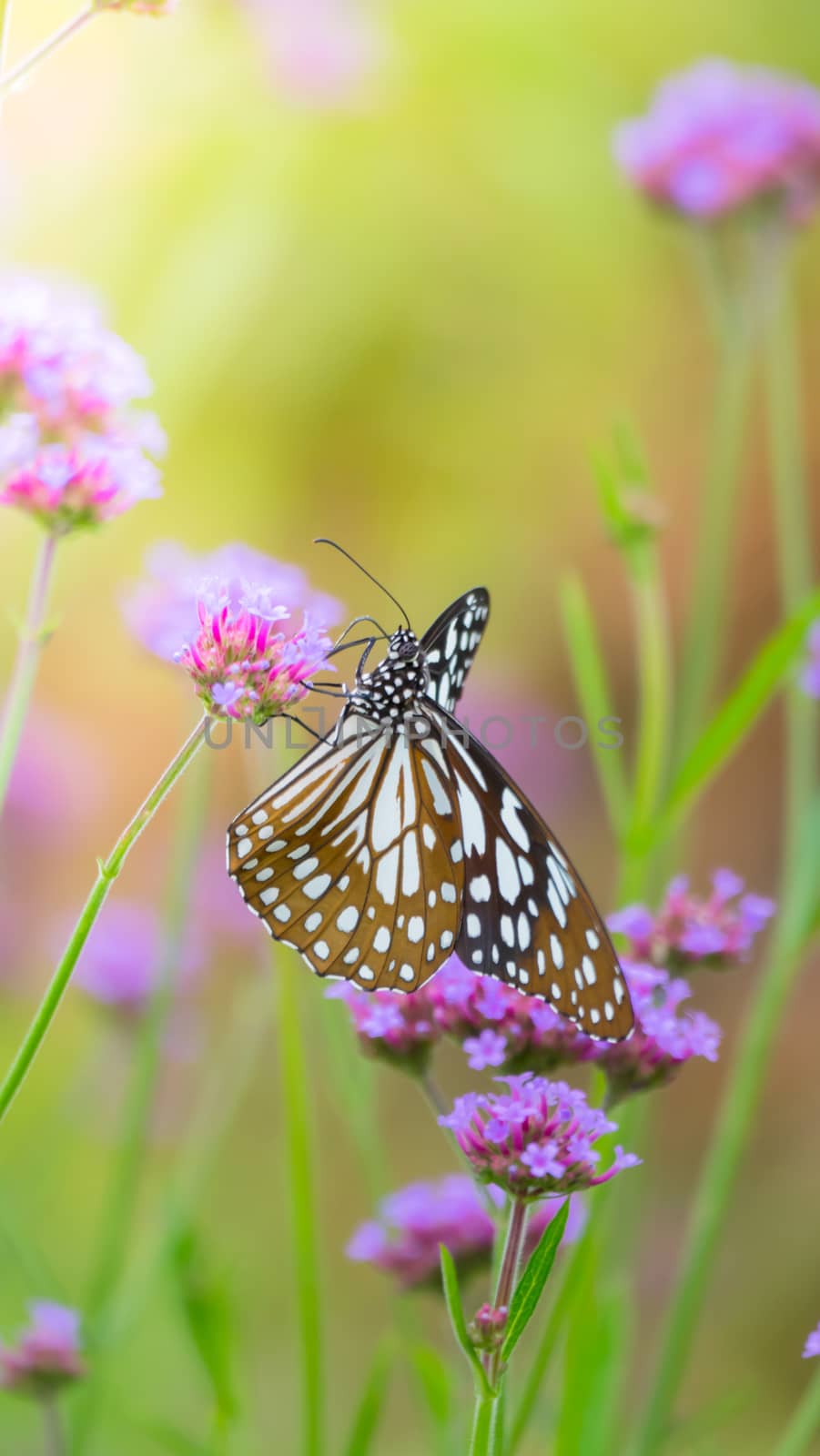 Beautiful Butterfly on Colorful Flower, nature background