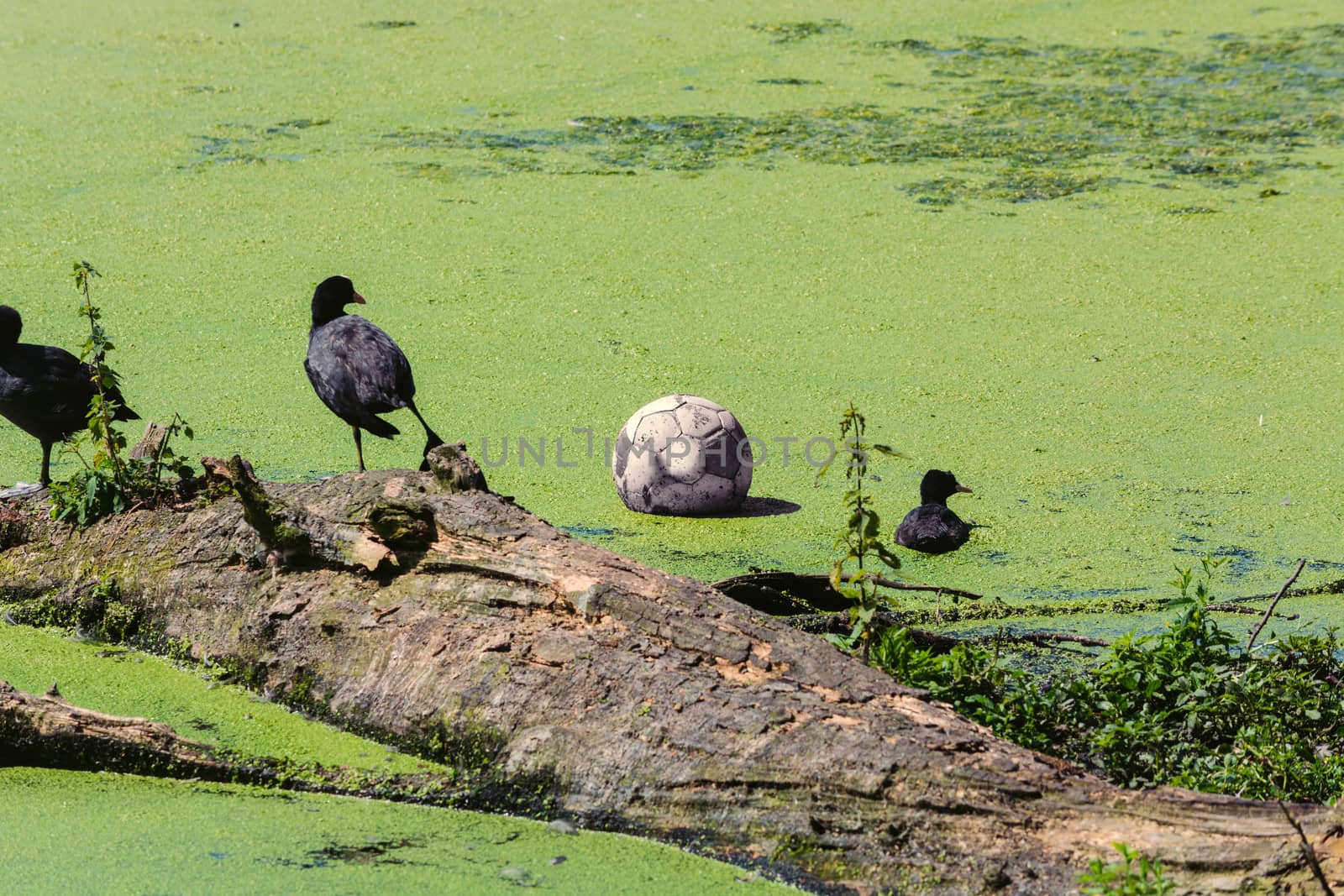 Ducks and a soccer ball in a pond with duckweed or waterlins.