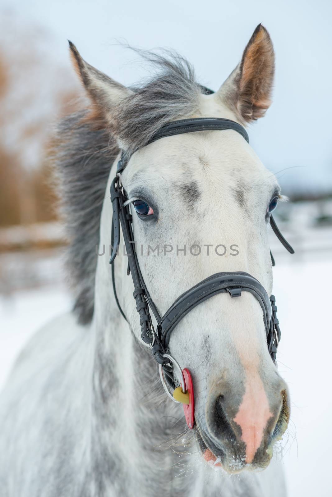 Portrait of a gray thoroughbred horse in winter close-up by kosmsos111