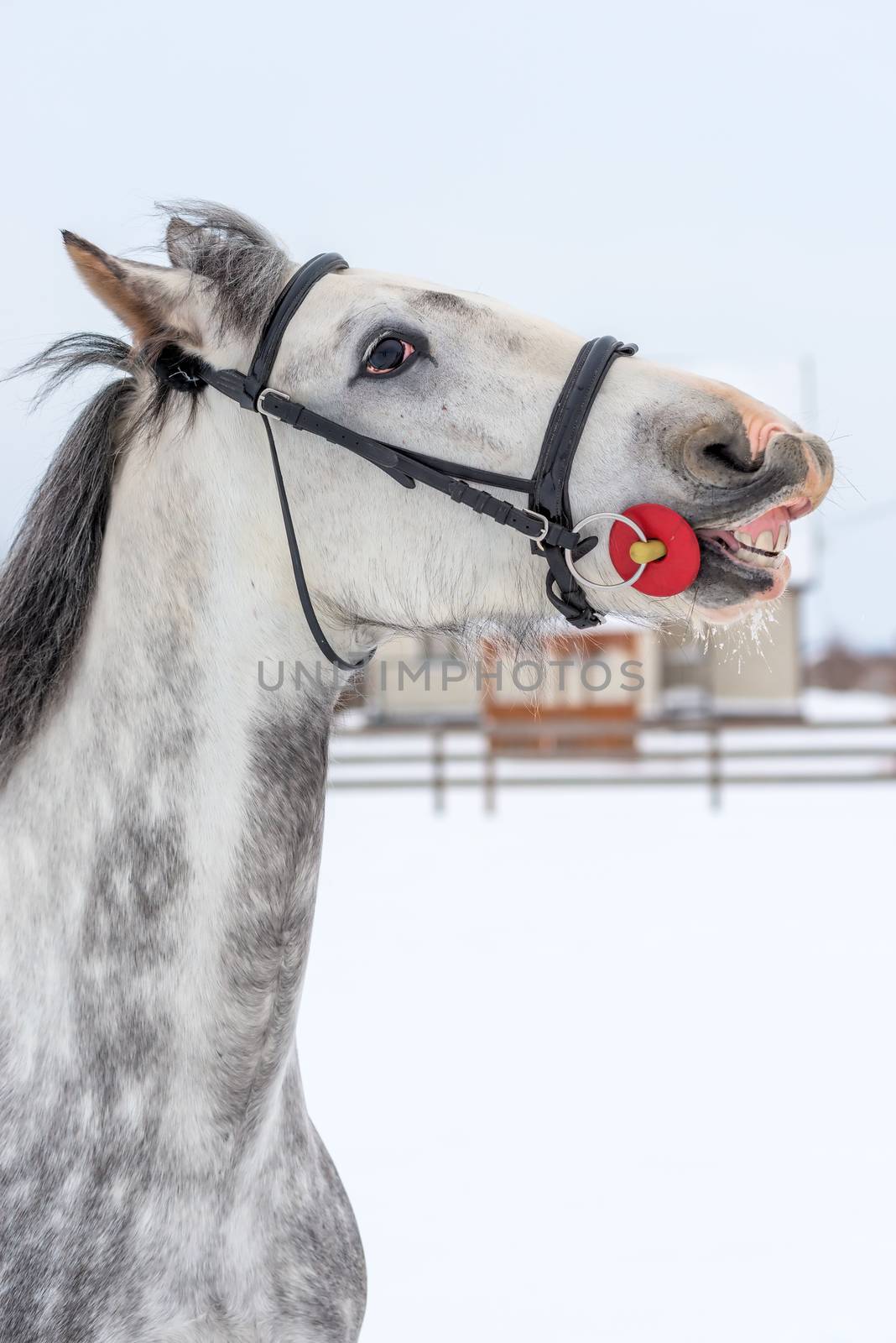 Vertical portrait of a rushing horse close-up on a winter day by kosmsos111