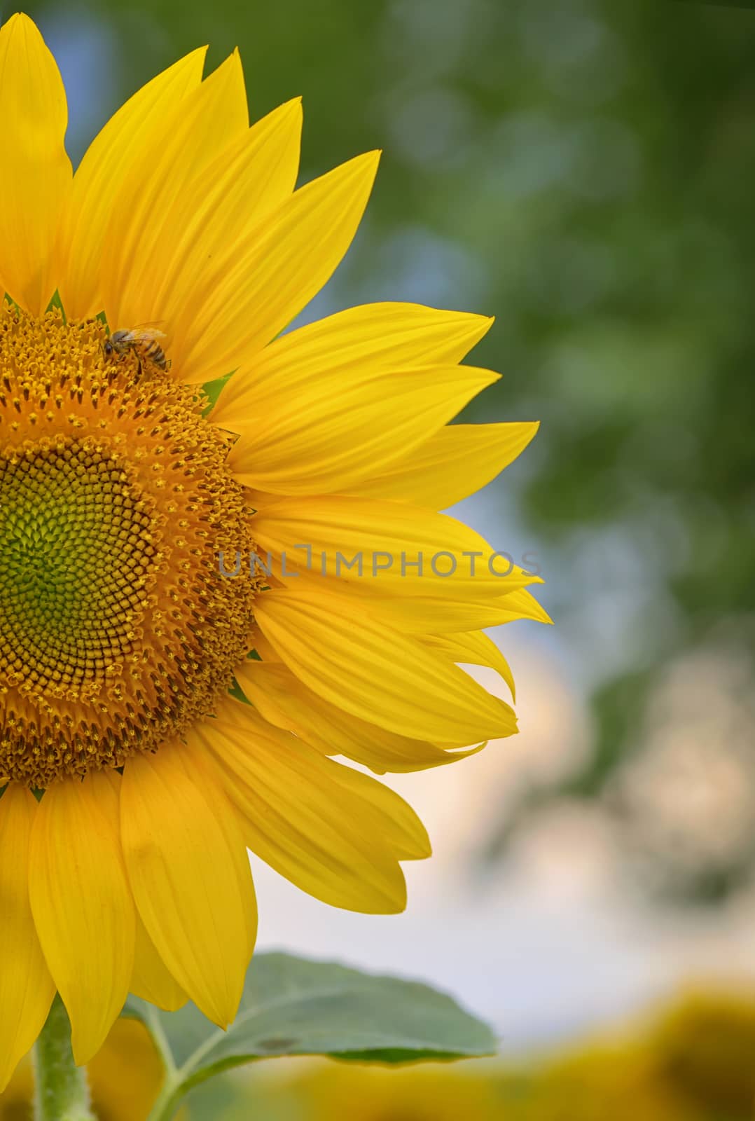 Sunflower and bee in the field 