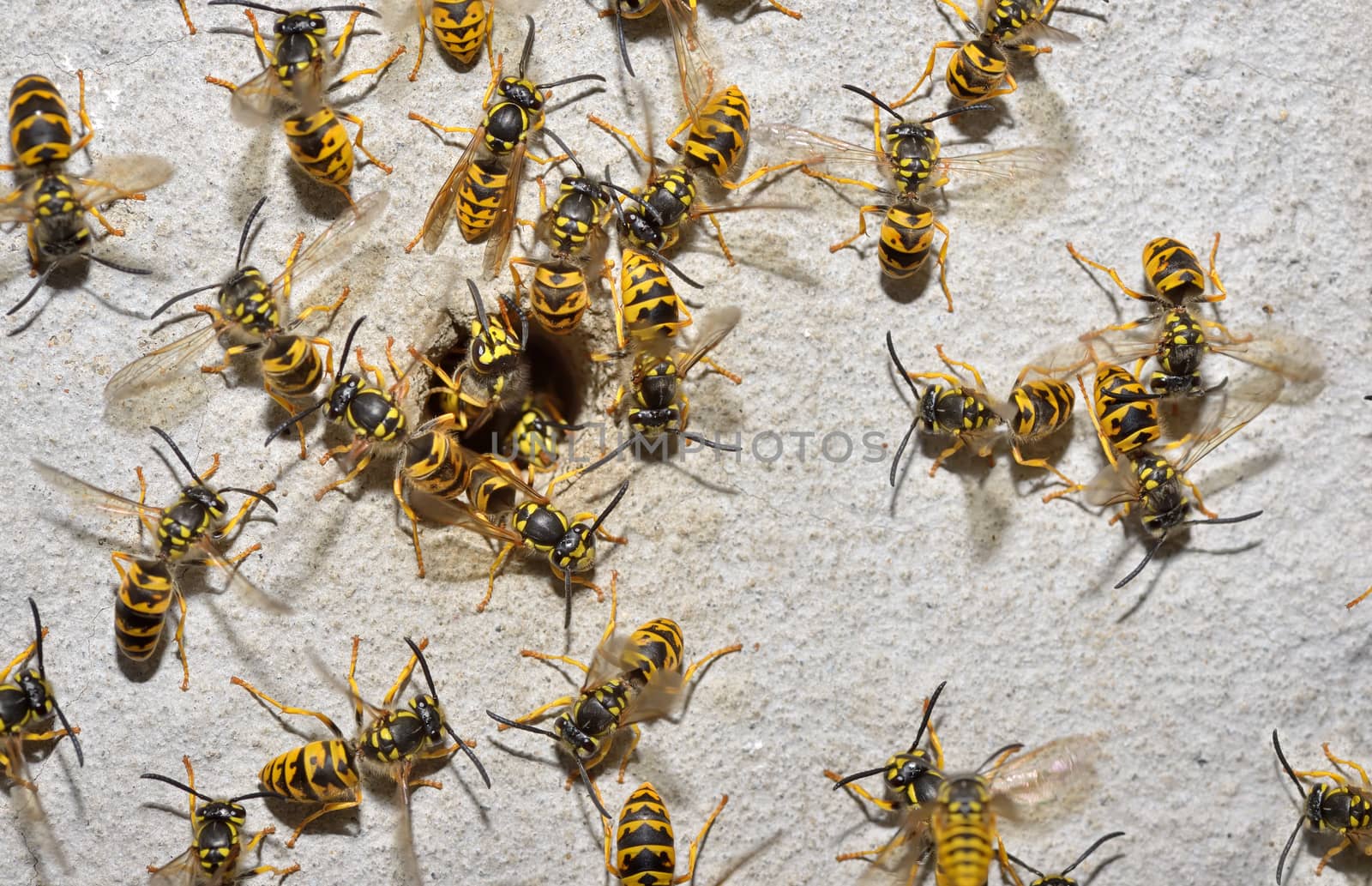 Wasp nest macro by jordachelr