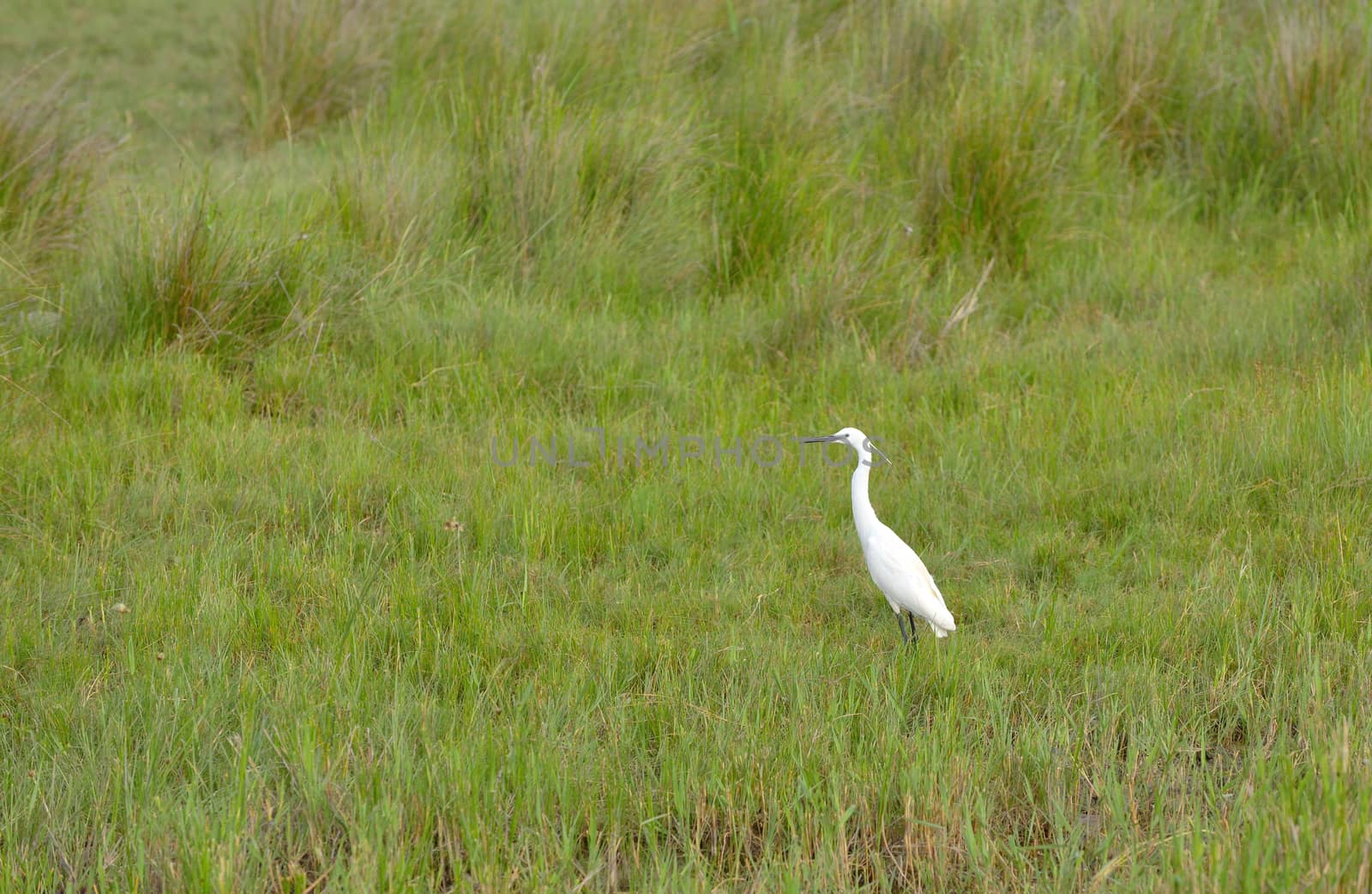 White heron bird by jordachelr