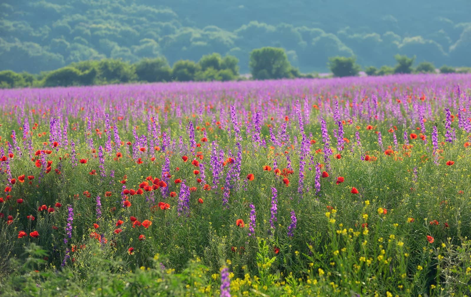colorful flowers on field by jordachelr