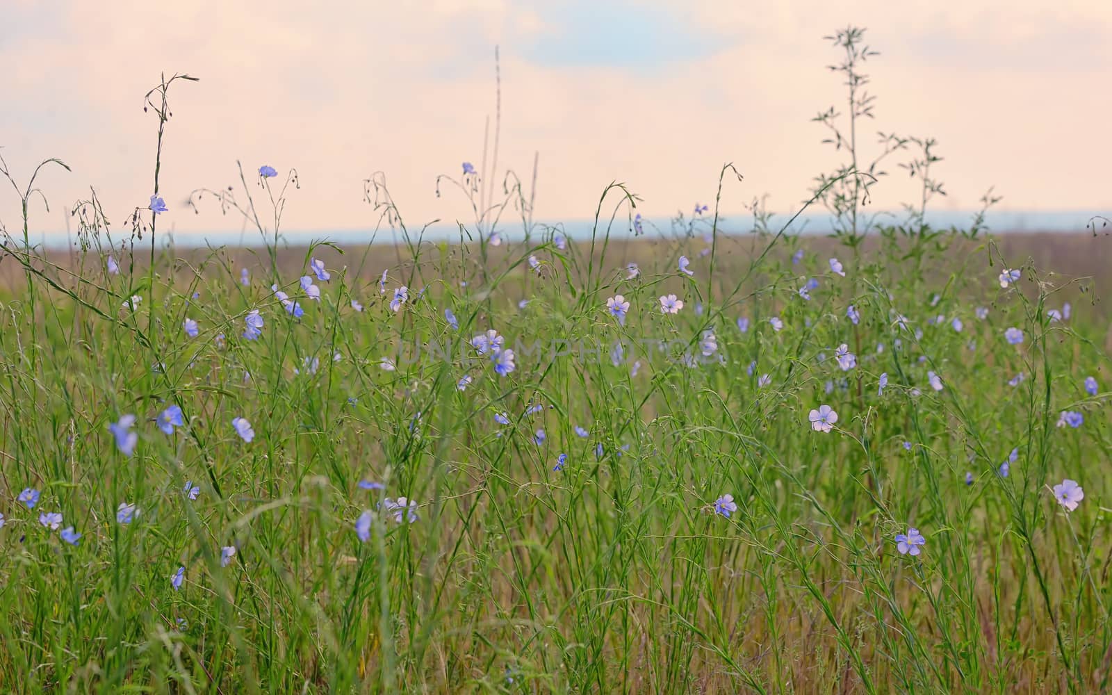 Nemophila flower field, blue flowers on field