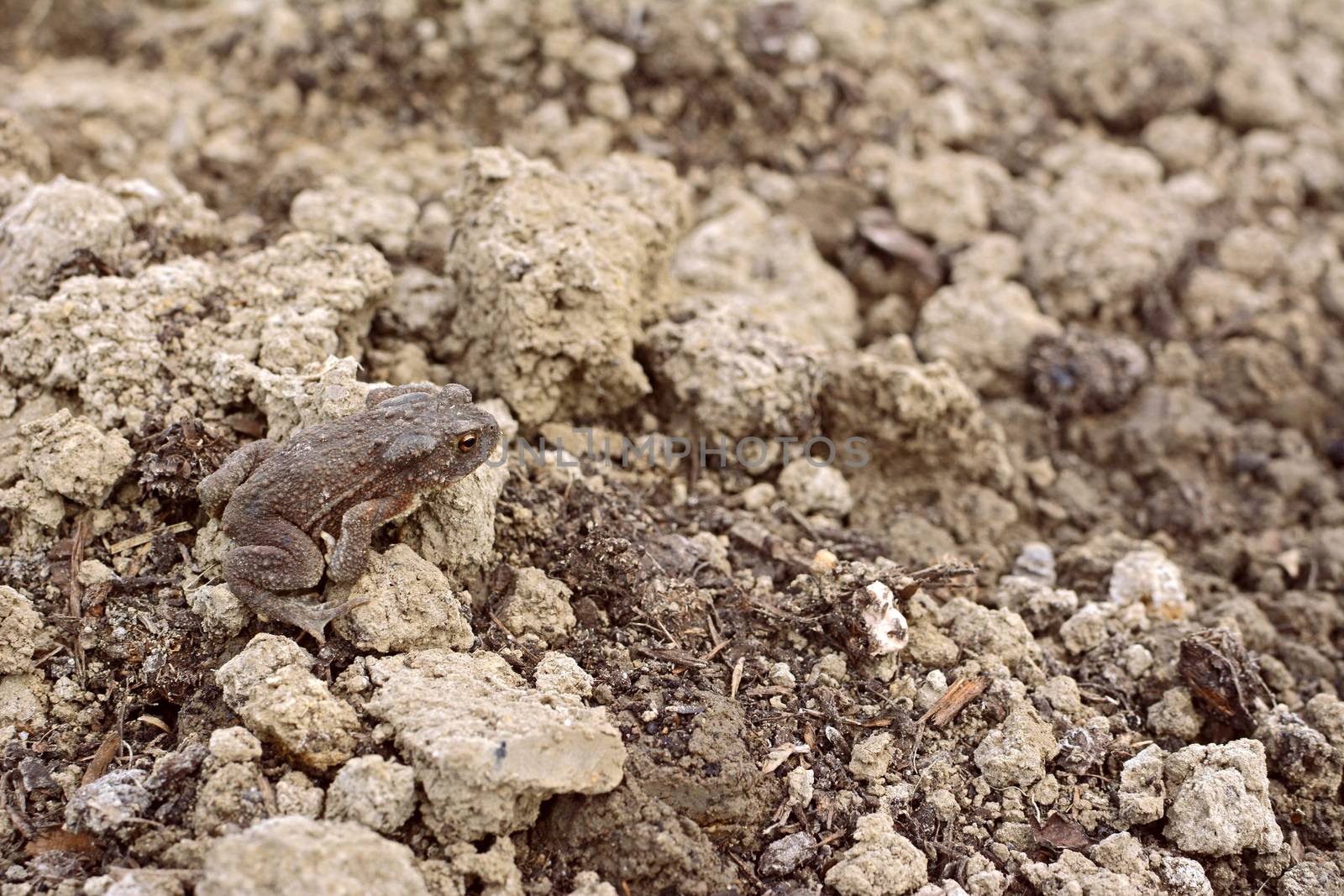 European toad with dry skin sits camouflaged among lumps of earth and compost in a garden
