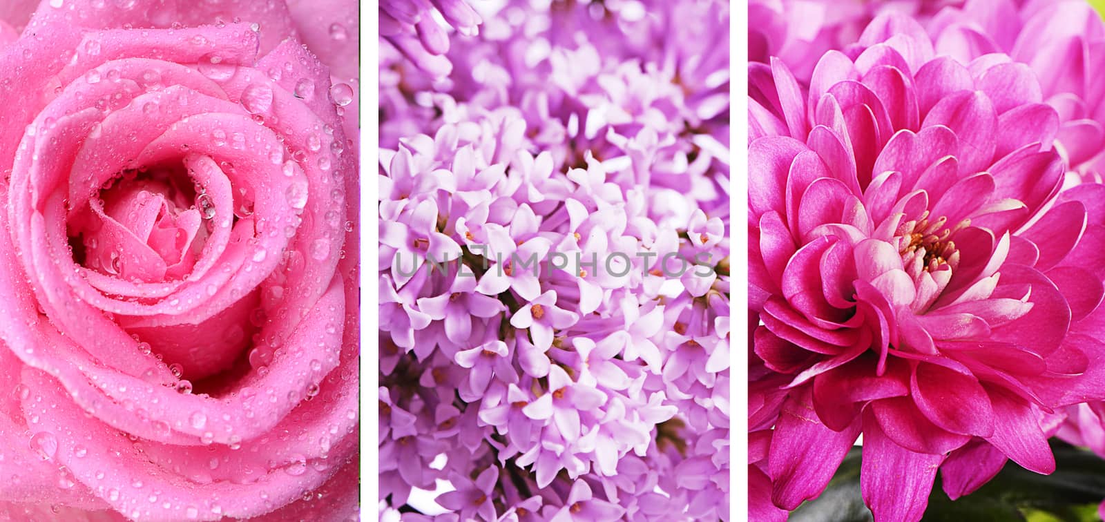 The lilac close up as a background