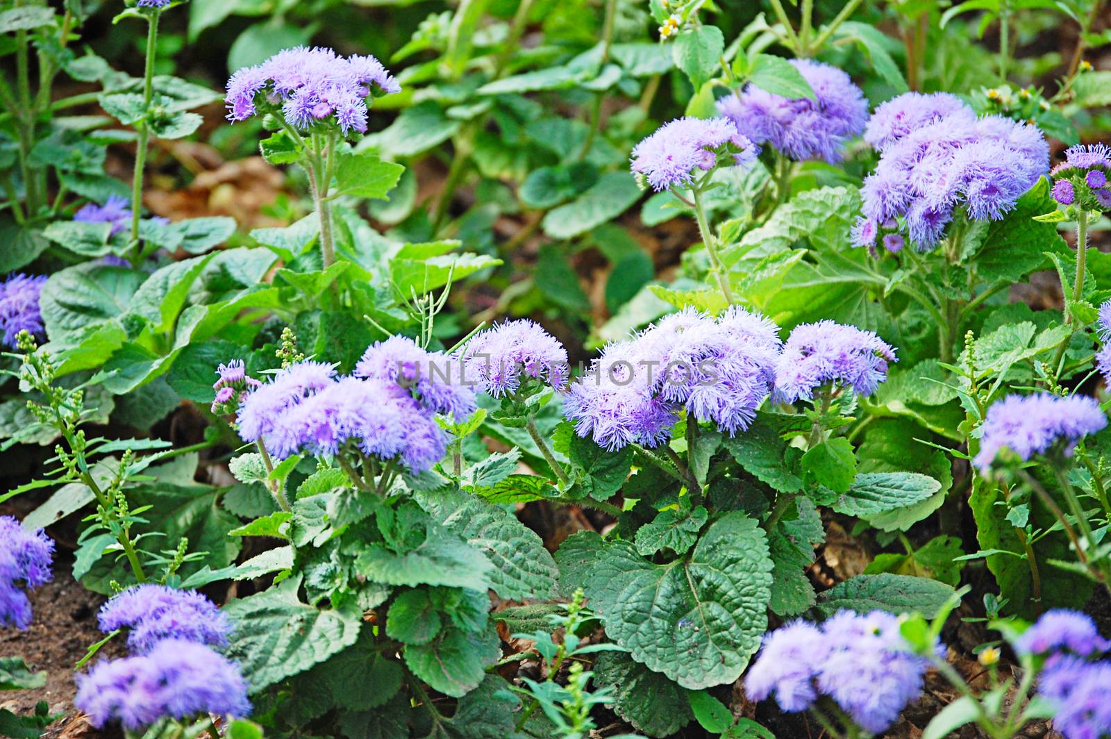 Colorful flowers on a summer lawn closeup