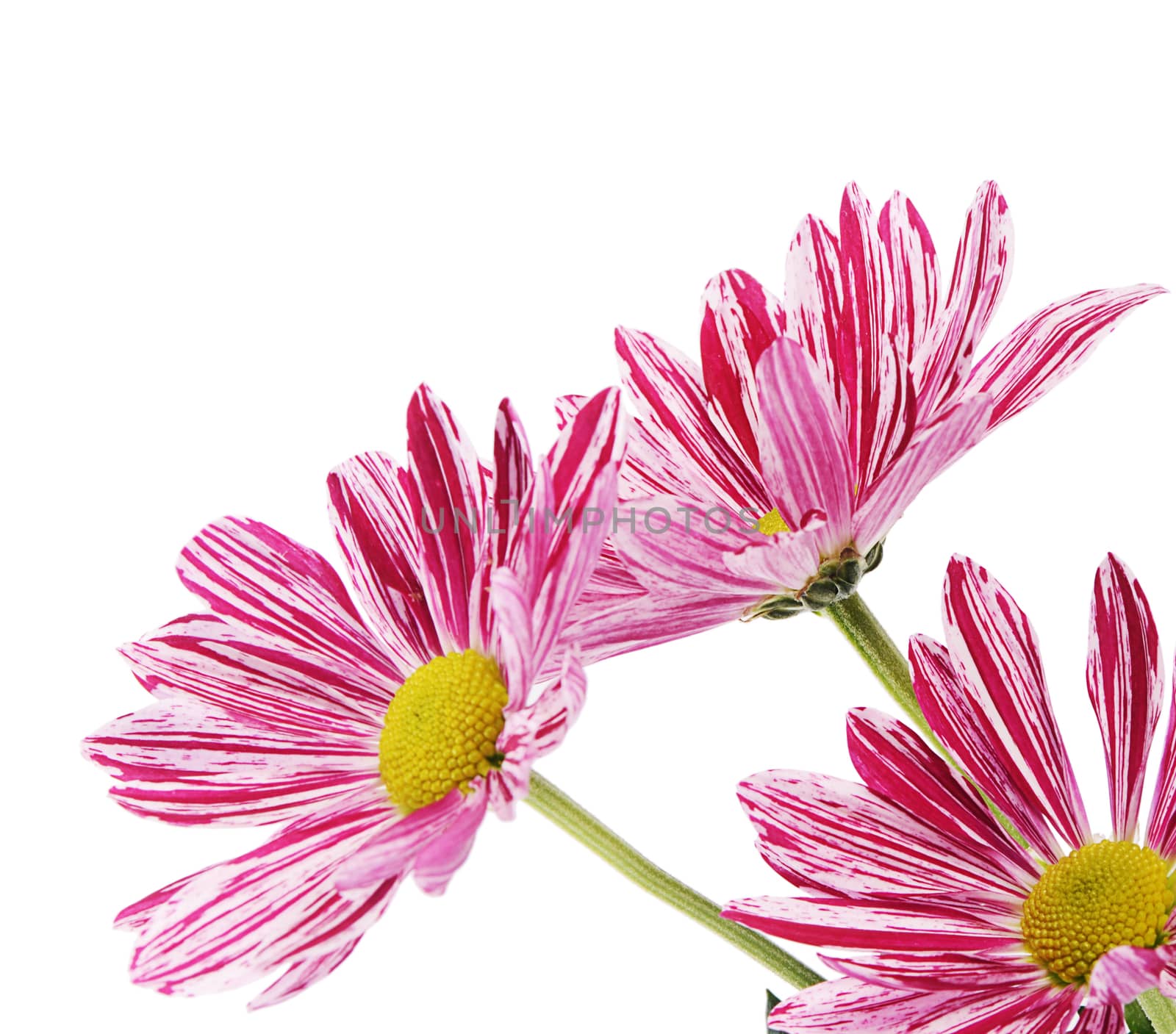 Flower pink chrysanthemums on isolated white background