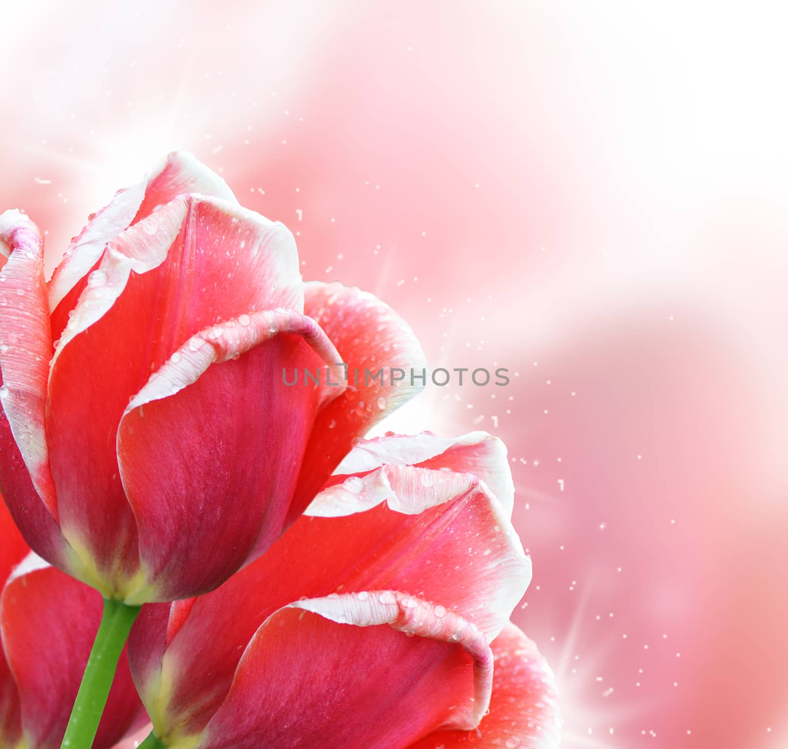 Beautiful red tulip on a pink background