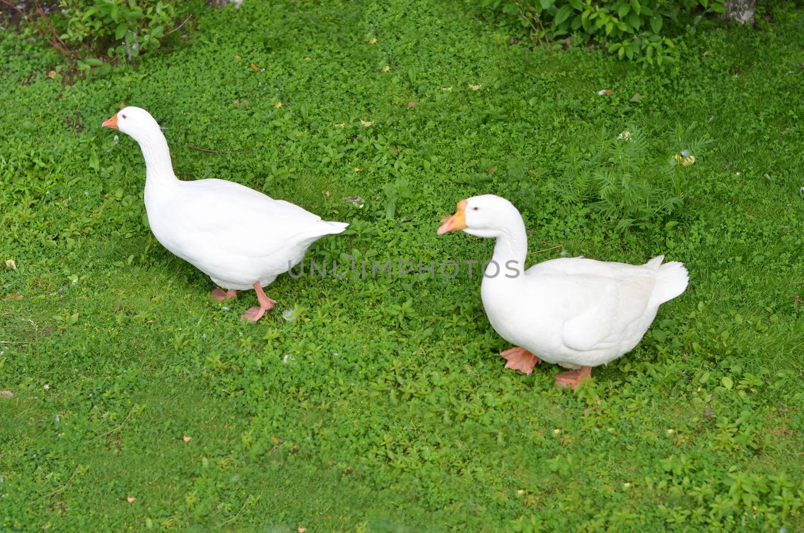 The two geese walking on the grass