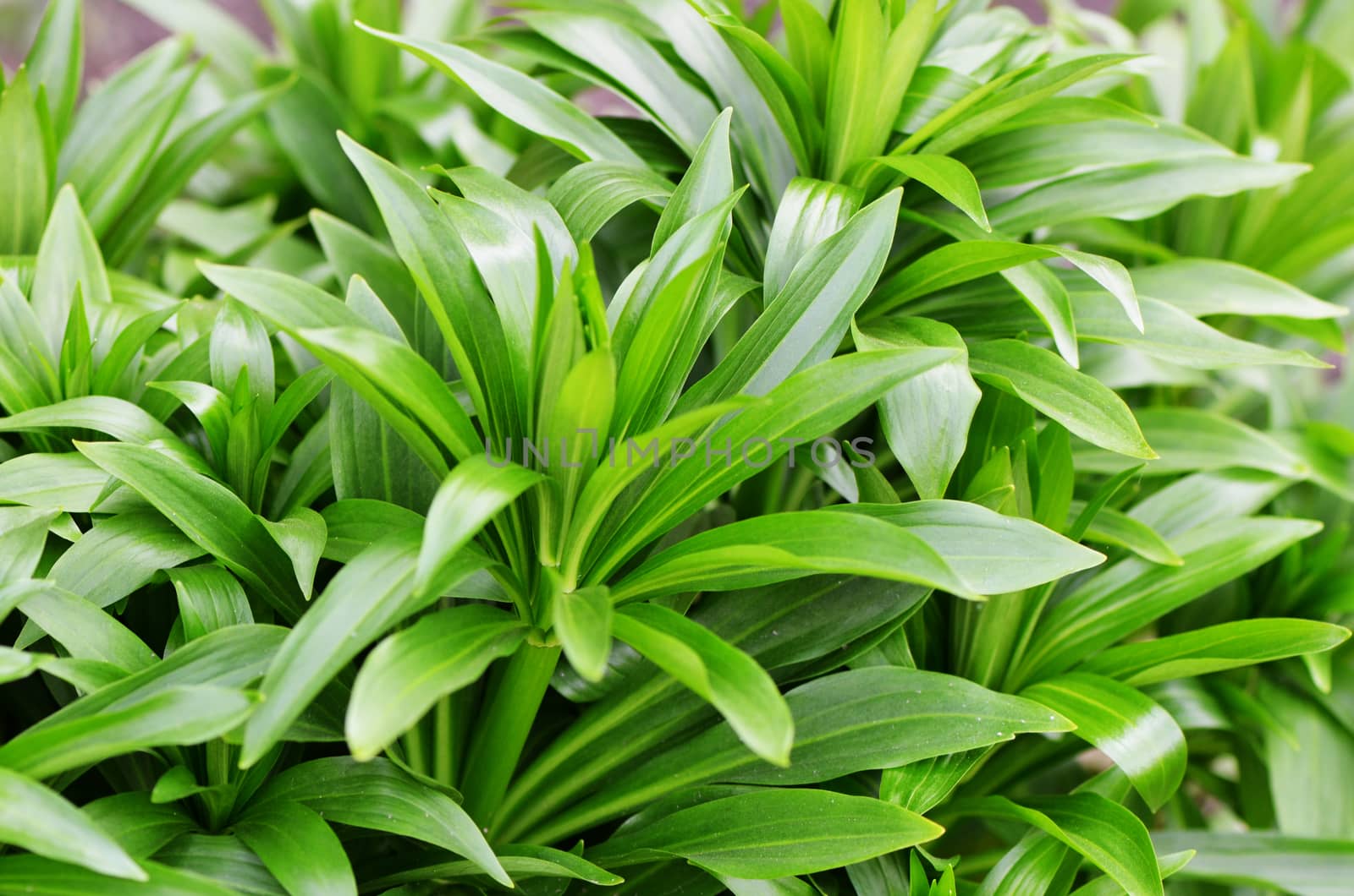 Green plant in the garden close up