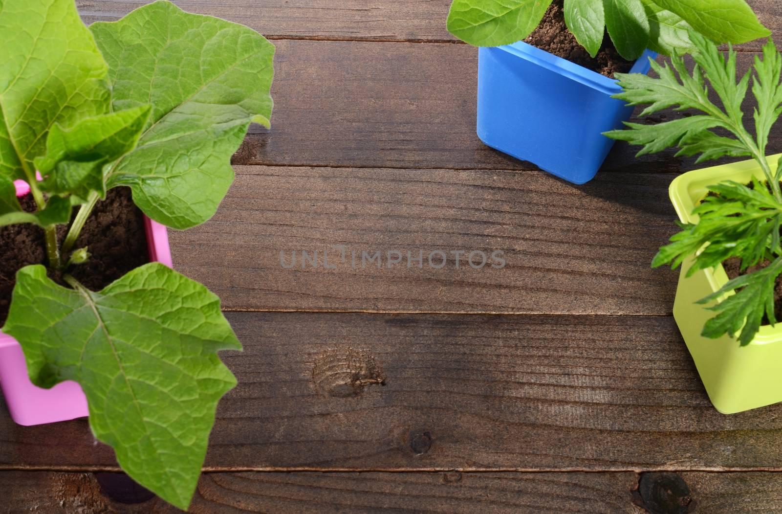 Green plant in pot on wooden background