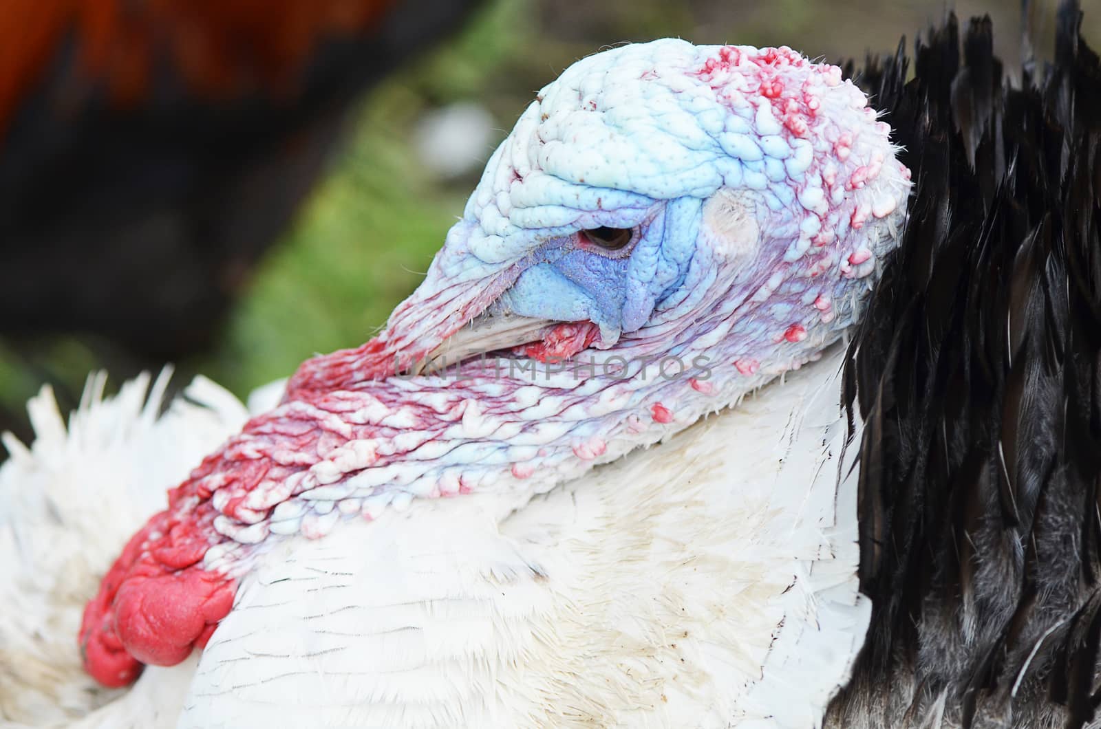 Head of an adult male turkey close up by SvetaVo