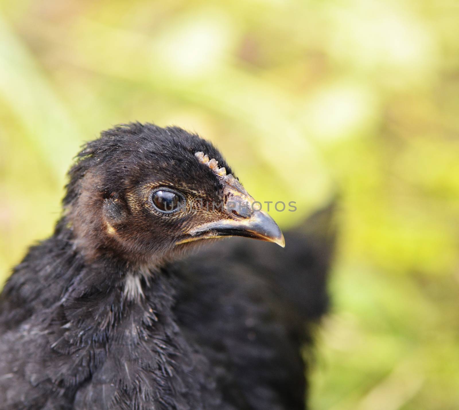 The a head black chick close up