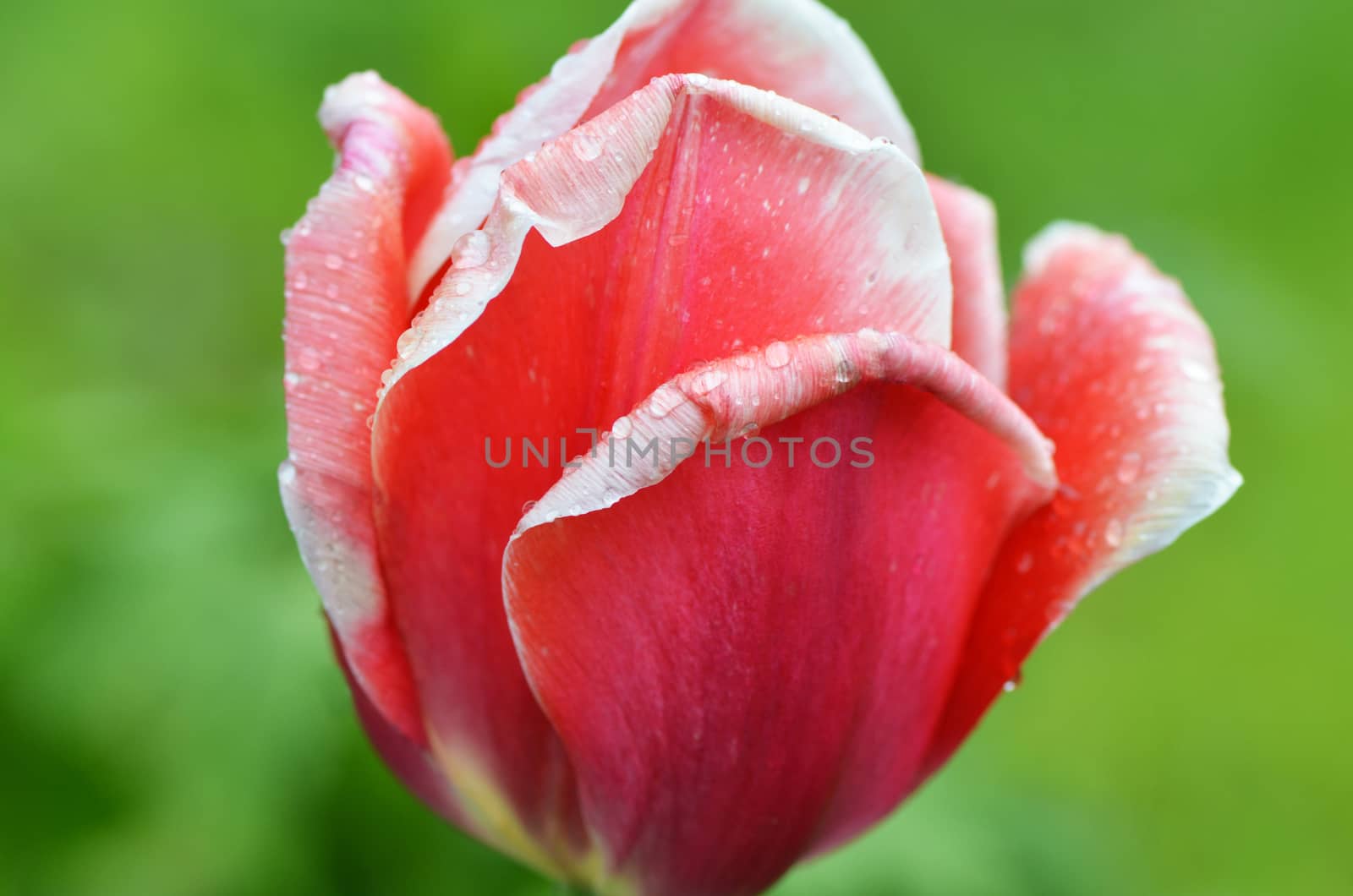 Beautiful red tulip on a green background