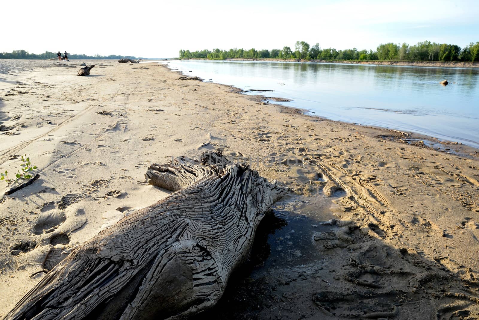 Sandy beach by the river bank on a sunny summer day and wood brought by the water