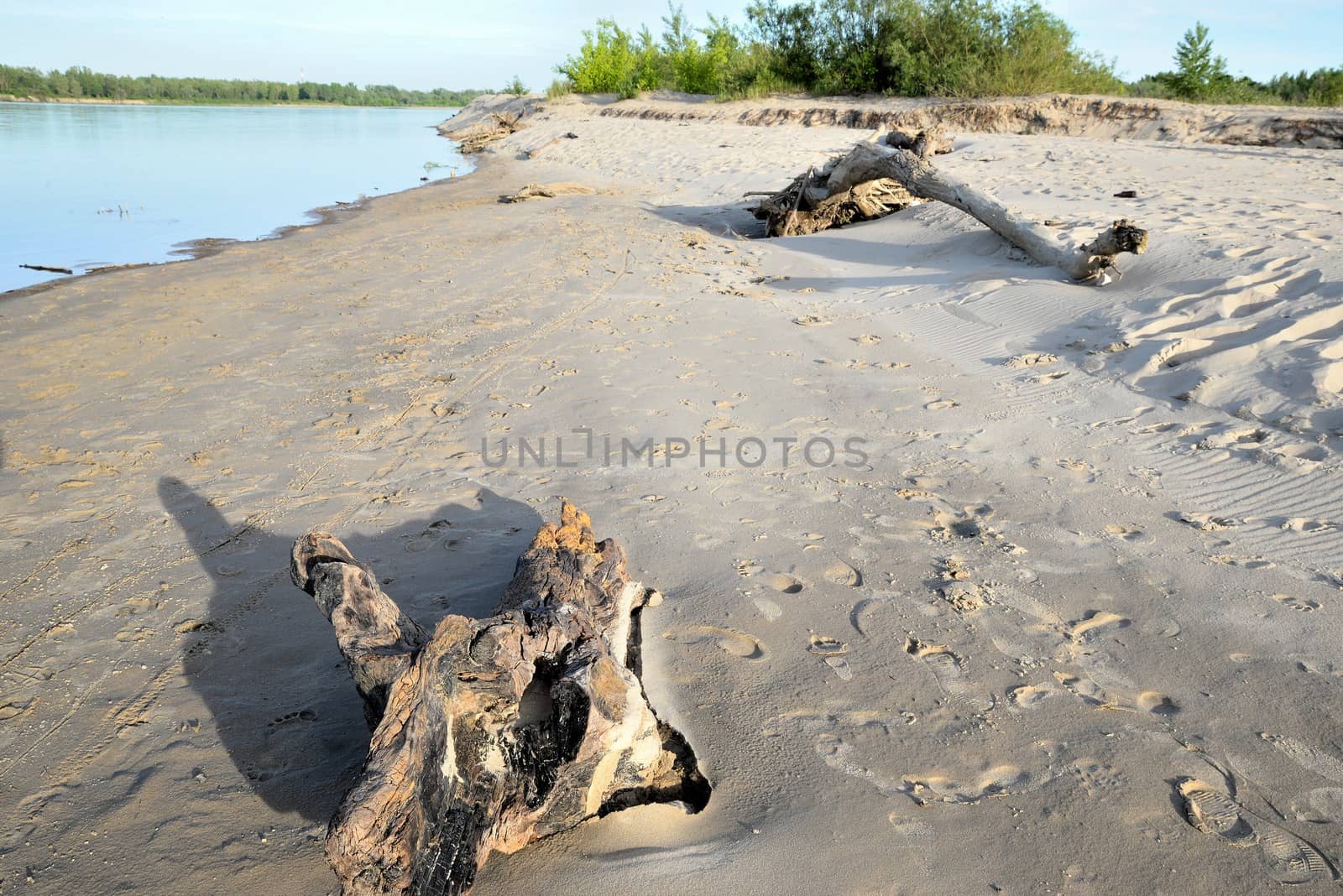 Sandy beach by the river bank on a sunny summer day and wood brought by the water