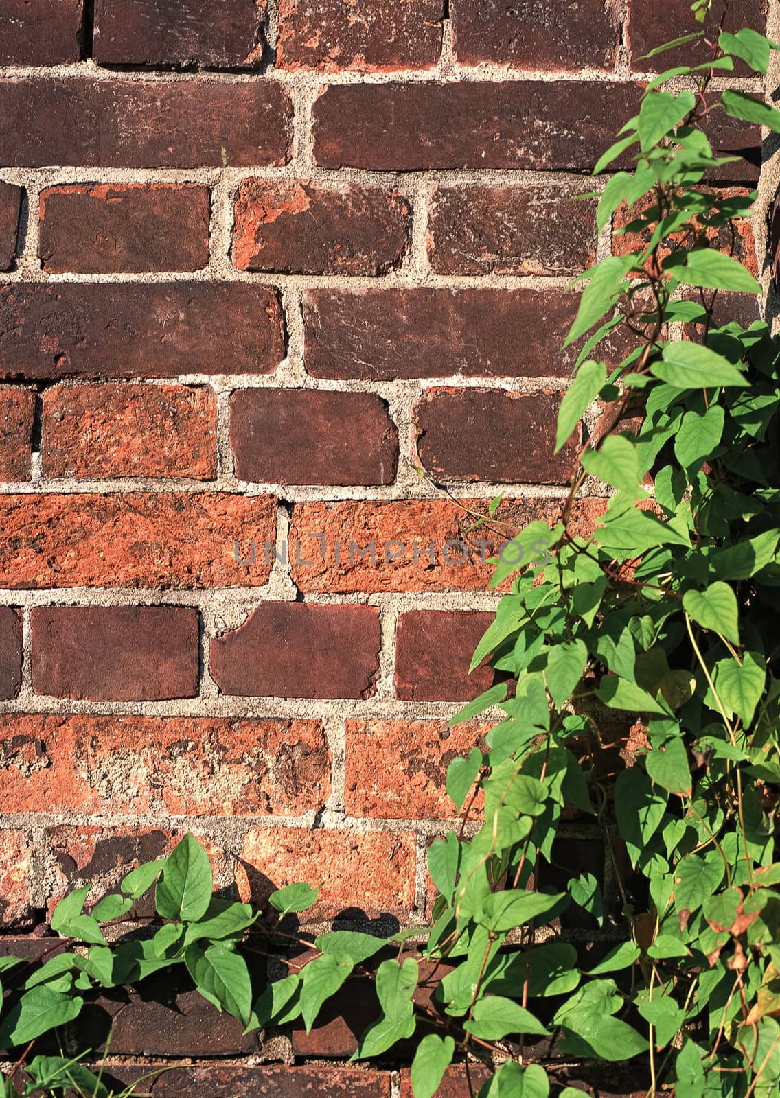 Green creeper Plant on wall by boys1983@mail.ru