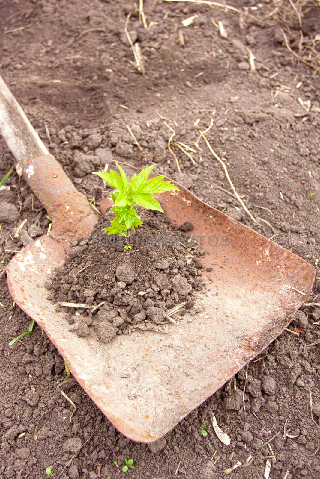 Green growth in the soil against the background of the field