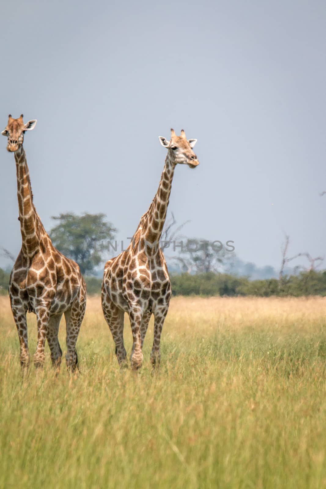 Two Giraffes standing in the grass. by Simoneemanphotography