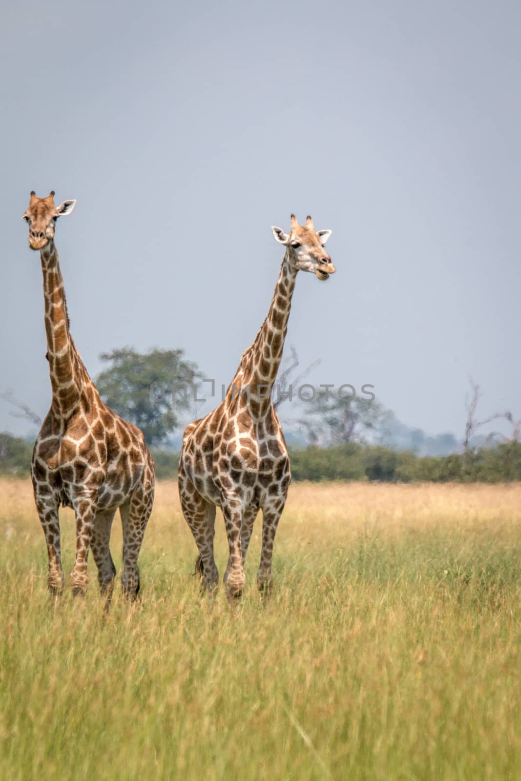 Two Giraffes standing in the grass. by Simoneemanphotography