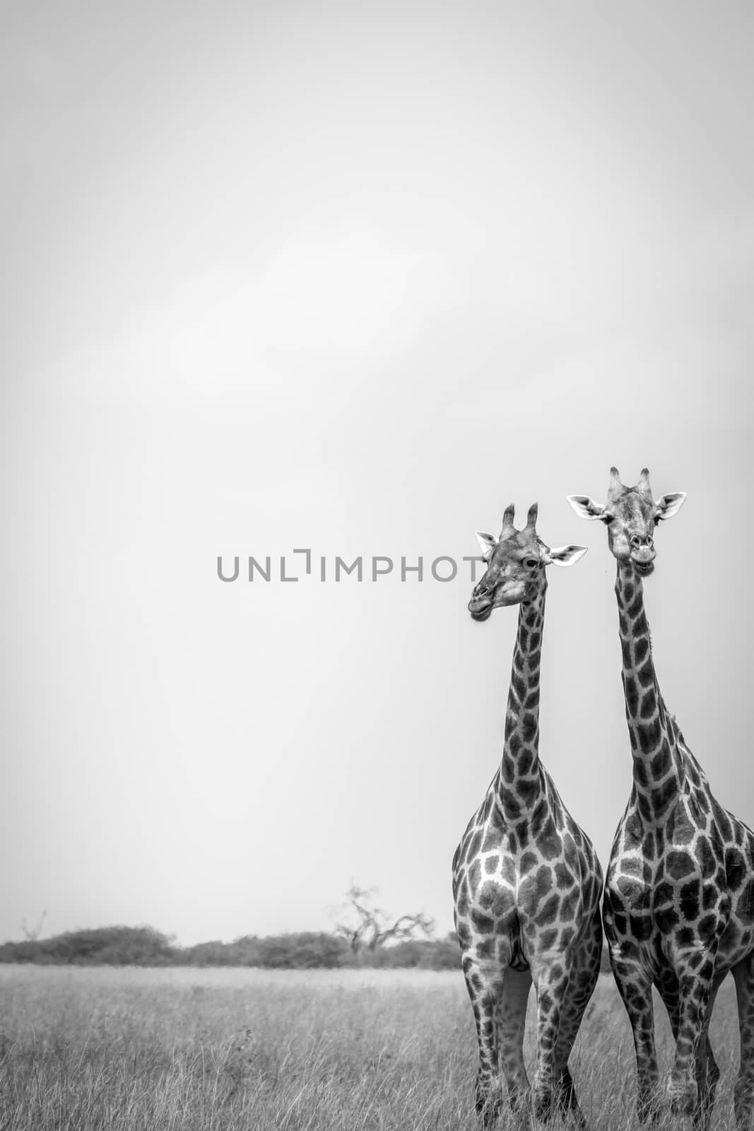 Two Giraffes standing in the grass in the Chobe National Park, Botswana.