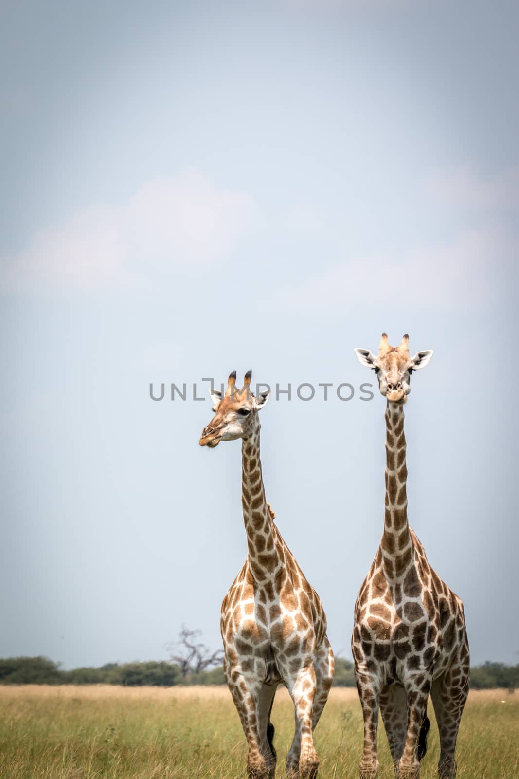 Two Giraffes standing in the grass. by Simoneemanphotography