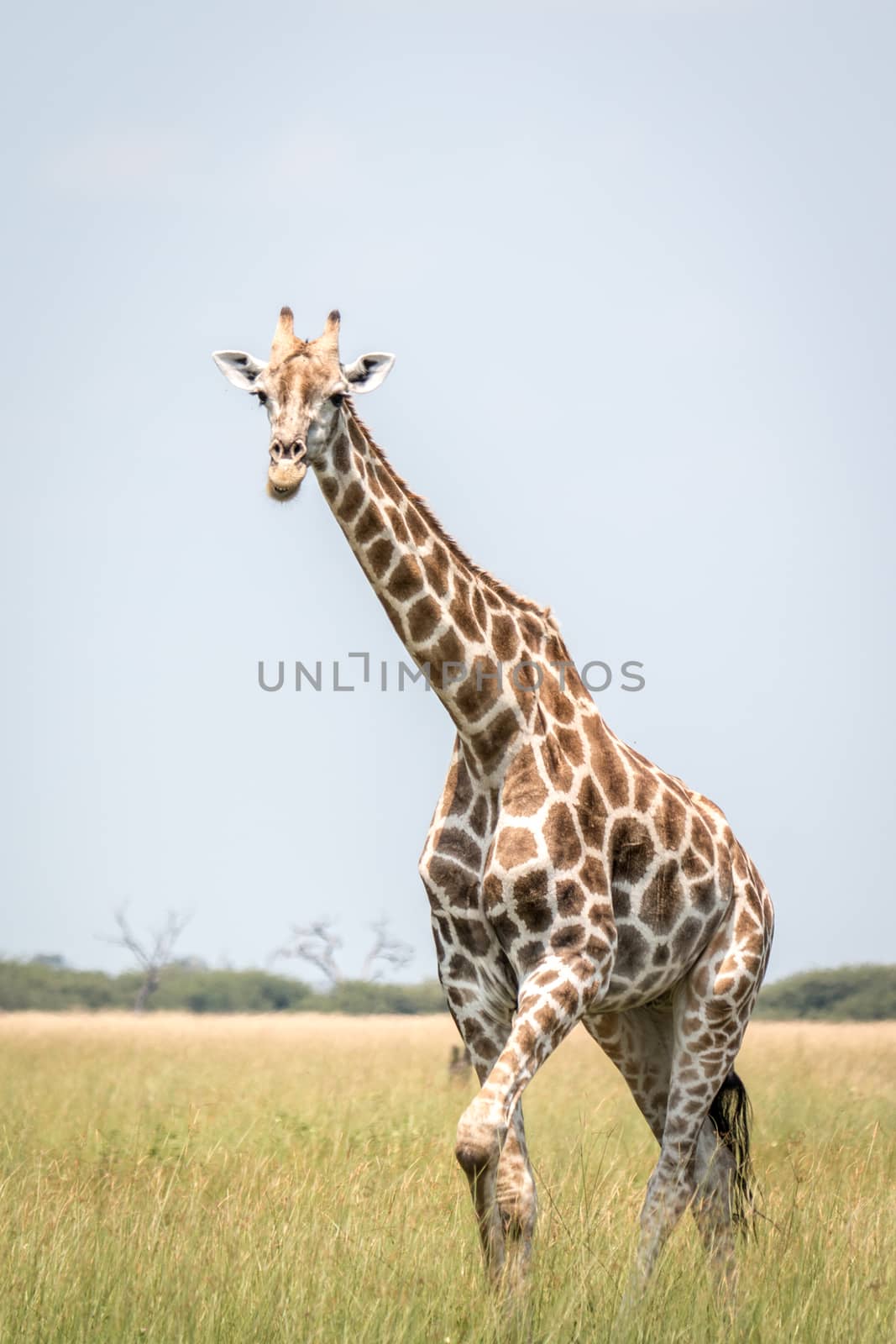 A Giraffe walking in the grass in the Chobe National Park, Botswana.