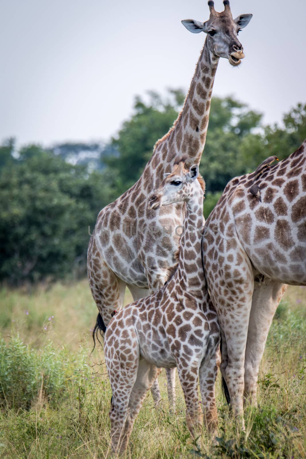 A baby Giraffe bonding with the mother. by Simoneemanphotography