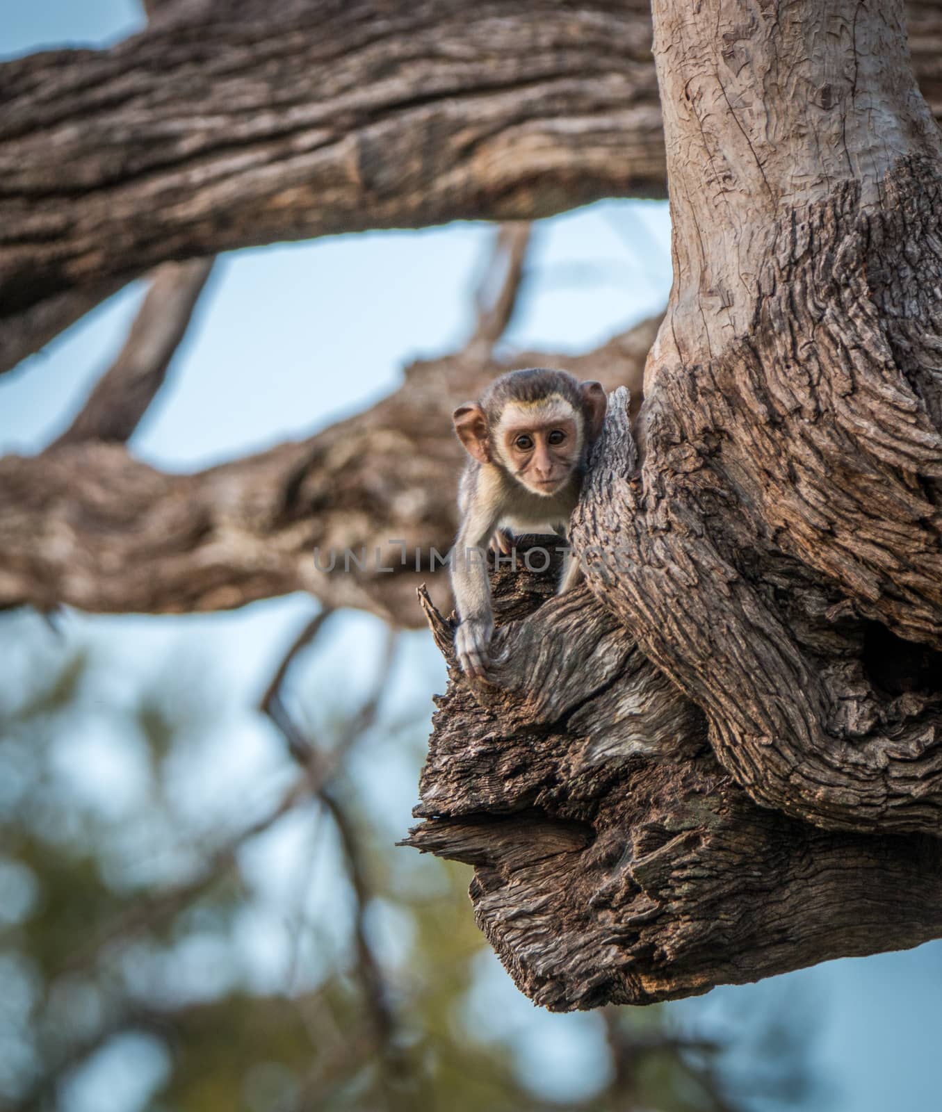 A young Vervet monkey starring at the camera. by Simoneemanphotography