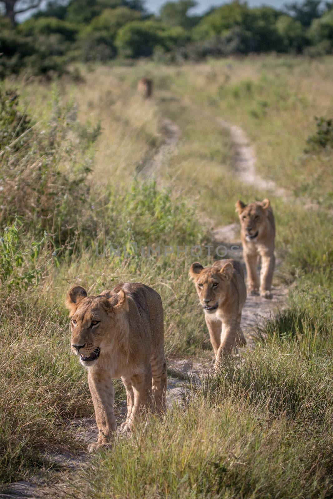 A pride of Lions walking on the road in the Chobe National Park, Botswana.